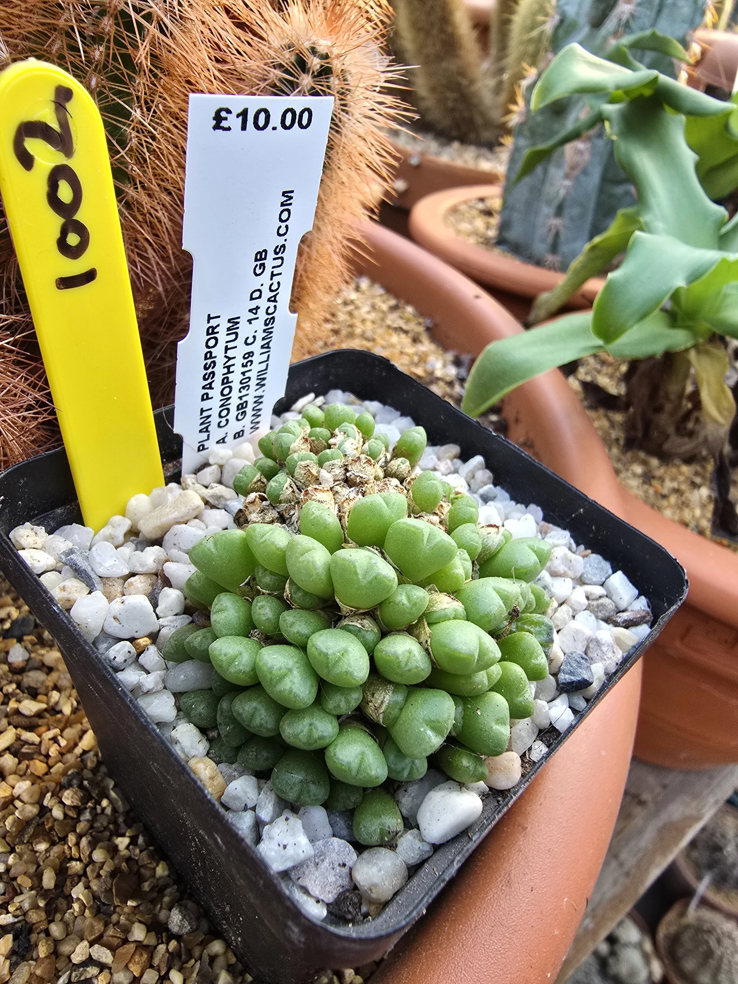 CONOPHYTUM