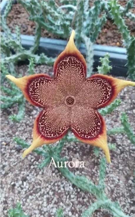 EDITHCOLEA GRANDIS AURORA