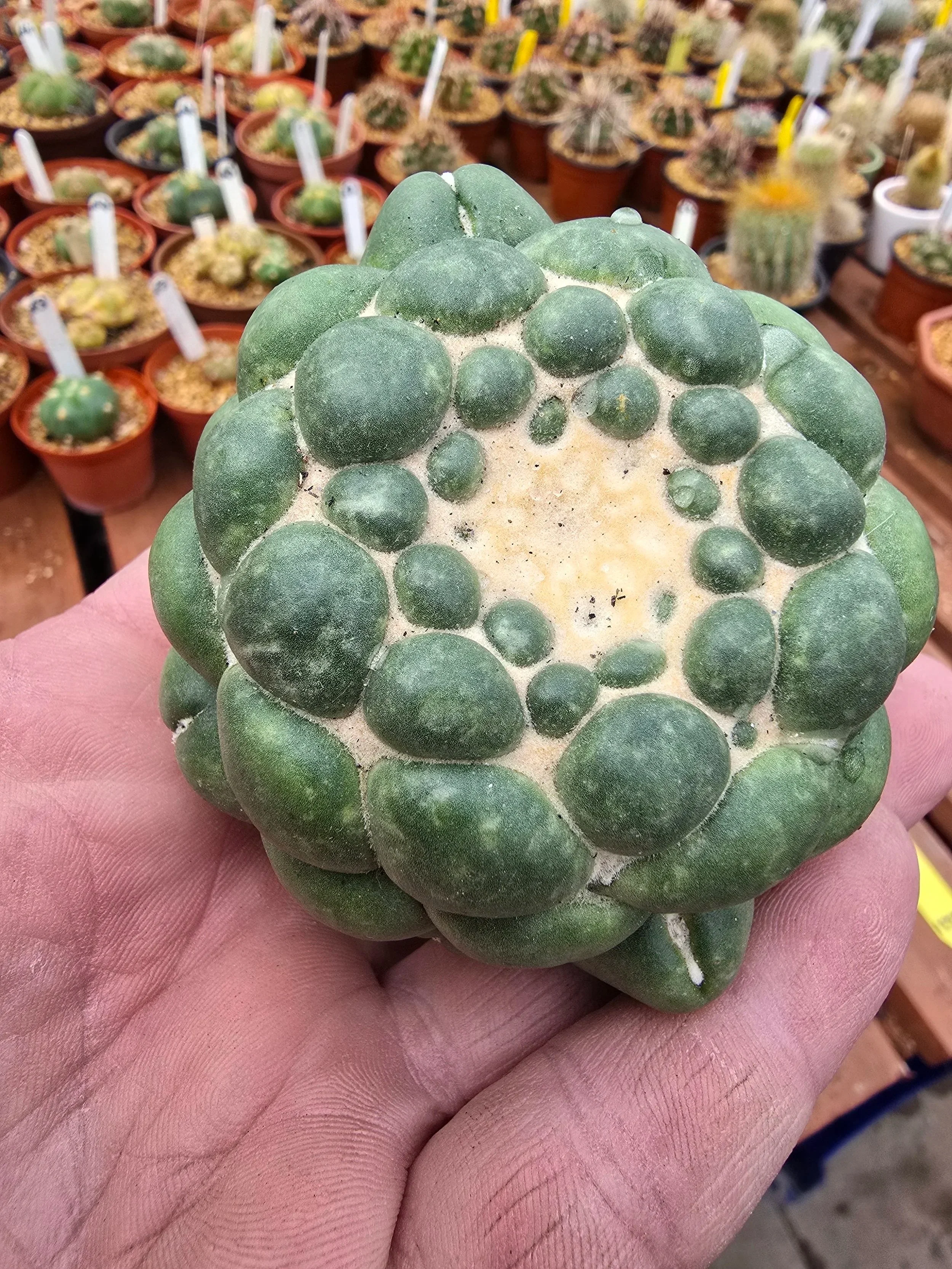 CORYPHANTHA ELEPHANTIDENS INERMIS