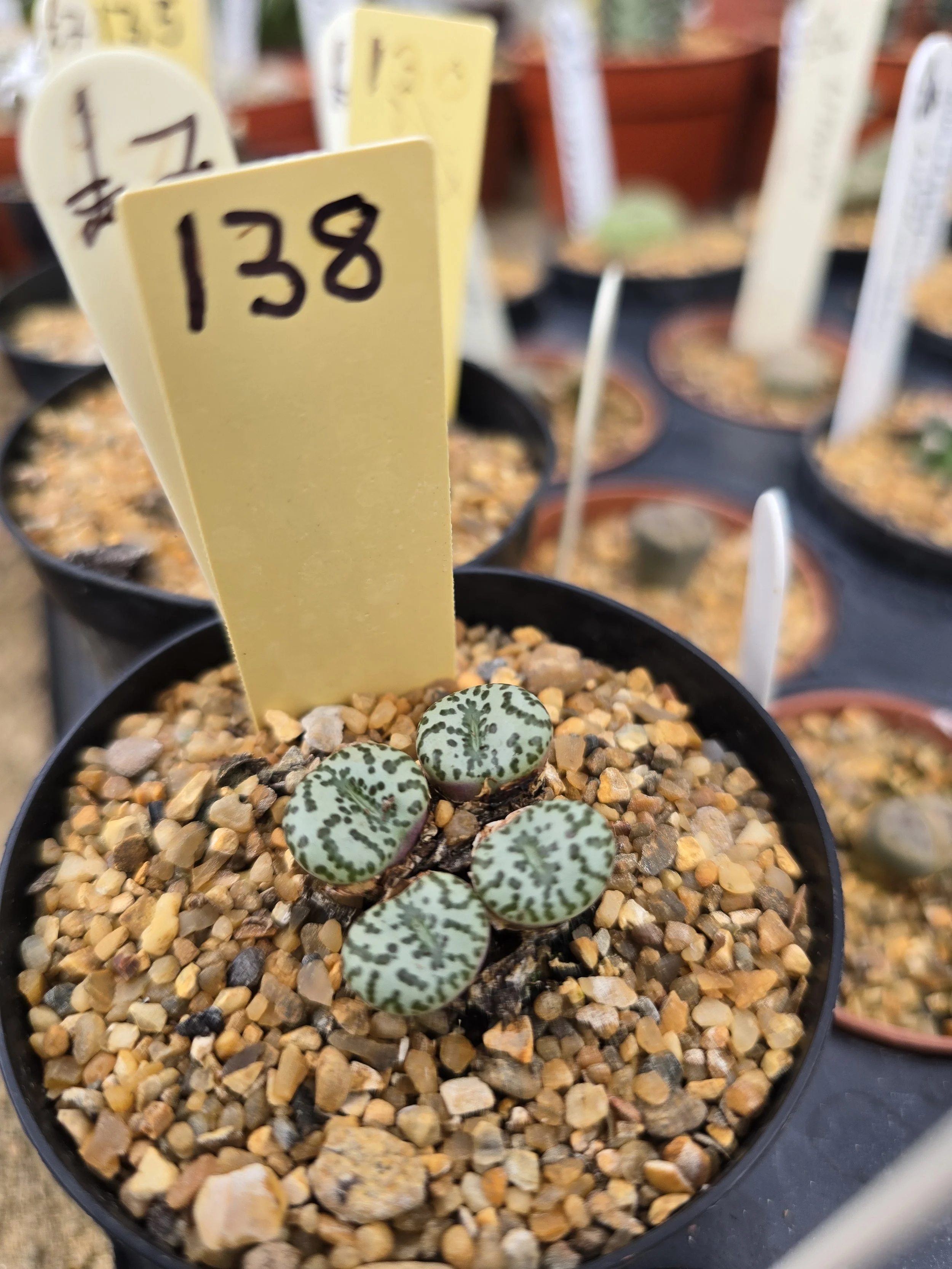 Conophytum - Obcordellum Hybrids