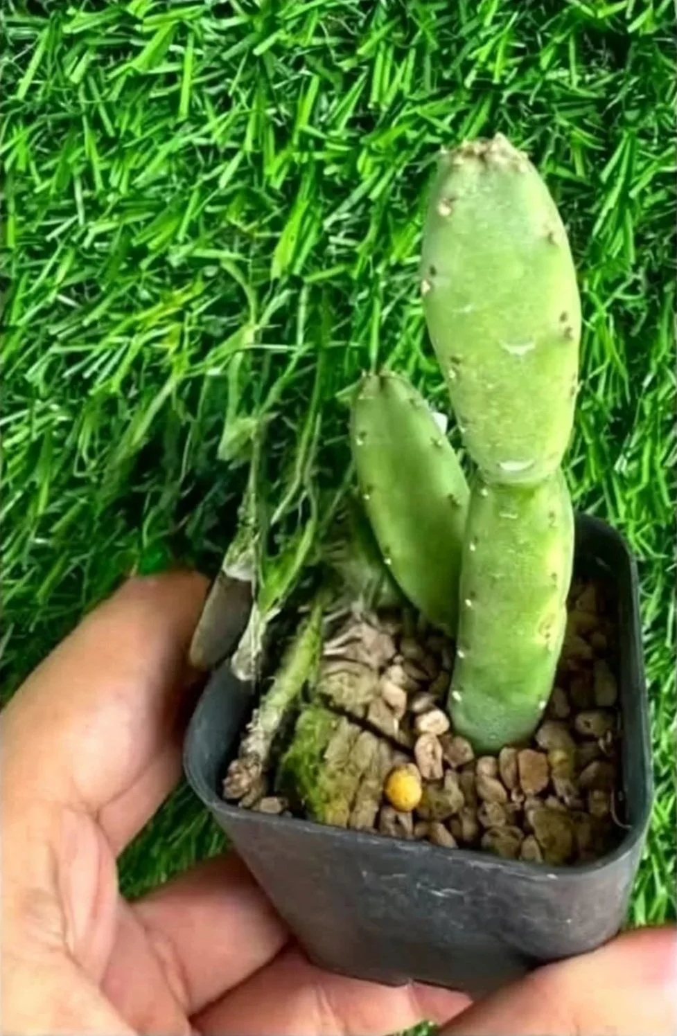 Stapelia+Flavopurpurea.jpg