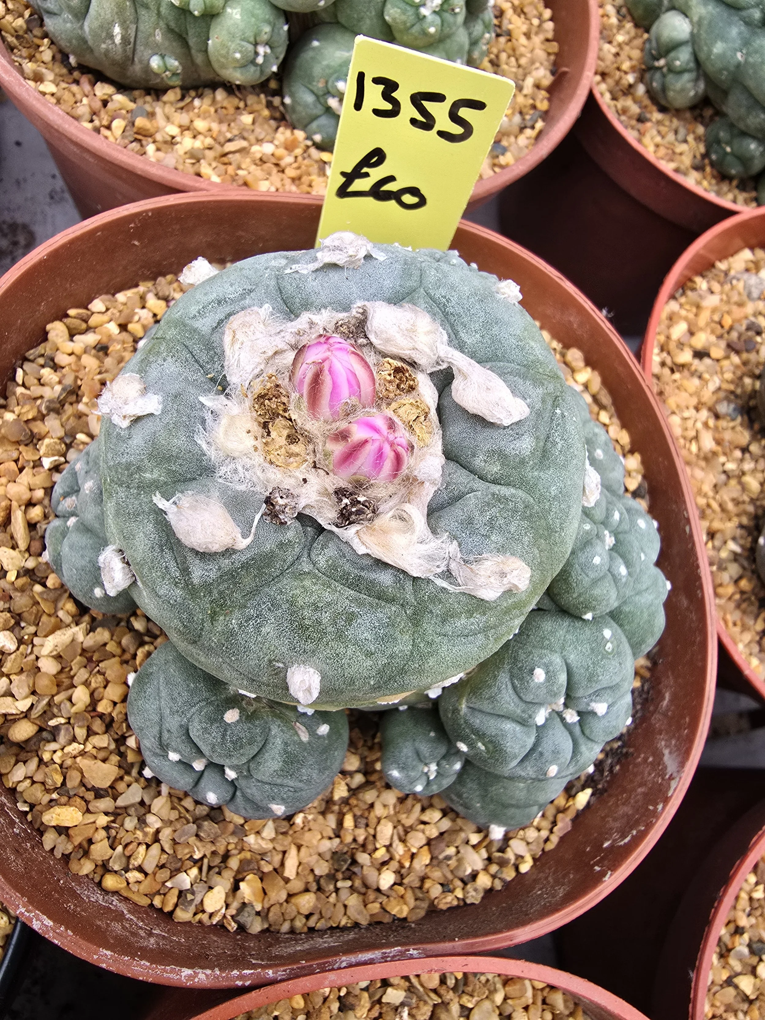 Lophophora williamsii. 1 large head and 12 small pups