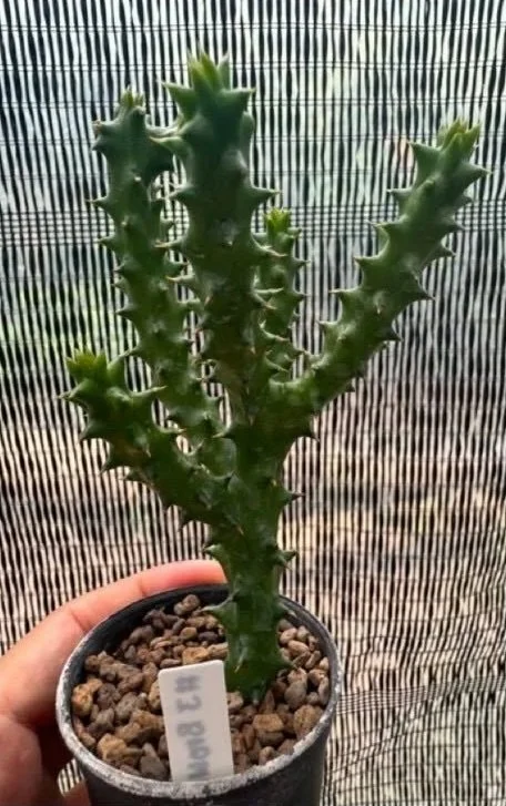 EDITHCOLEA+GRANDIS+%233+BROWN.jpg