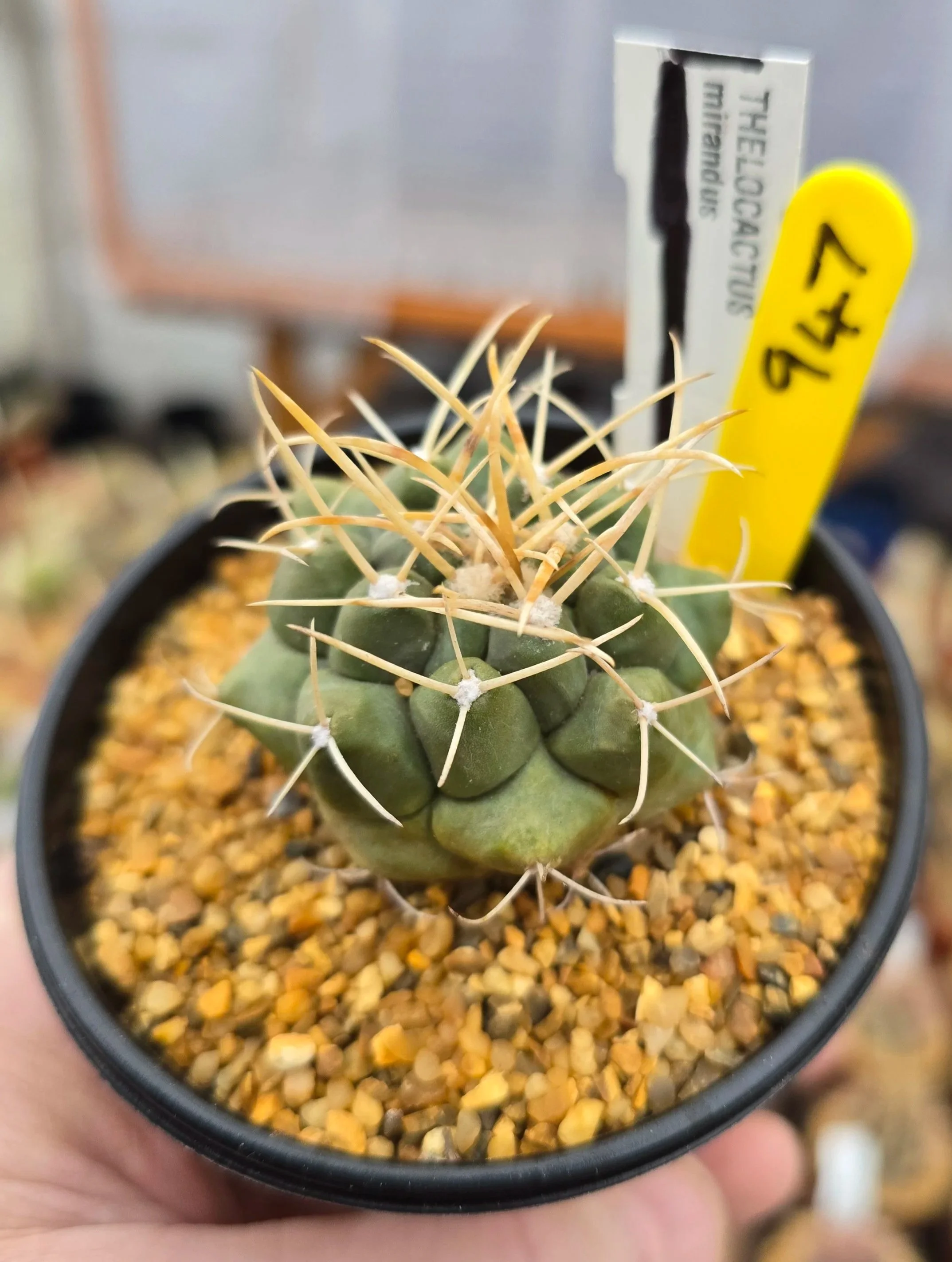 THELOCACTUS MIRANDUS