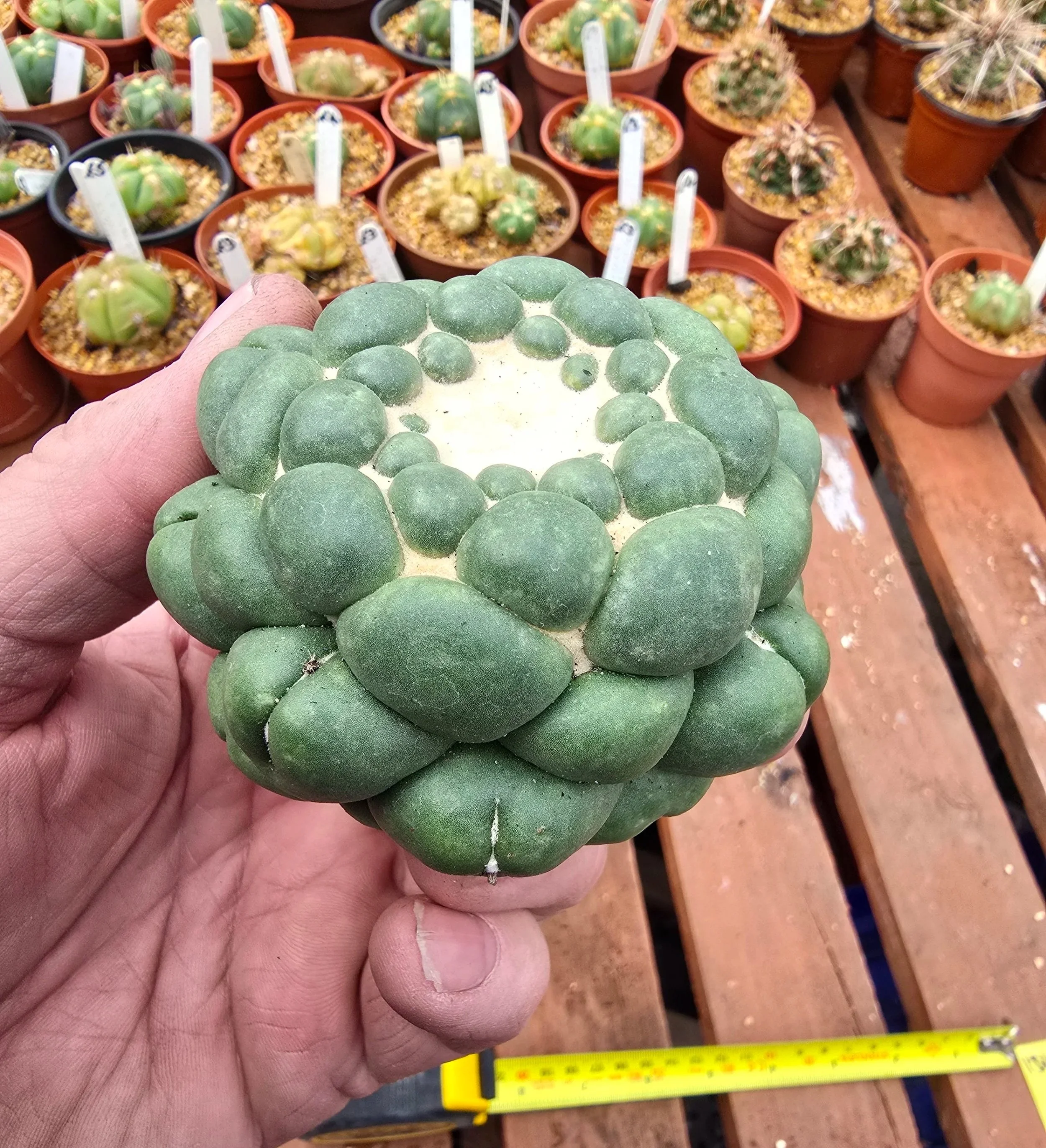 CORYPHANTHA ELEPHANTIDENS INERMIS (Copy) (Copy)