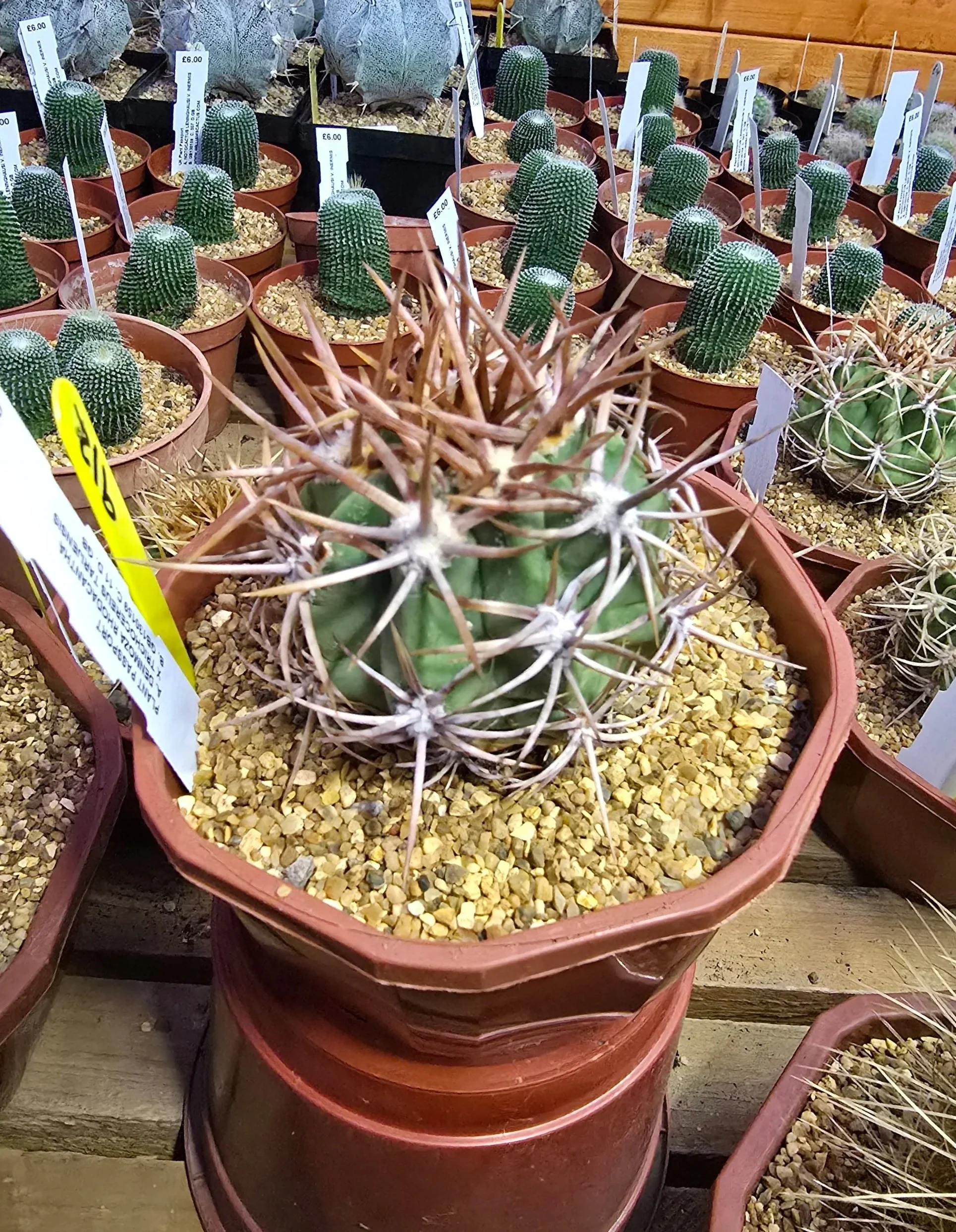 WILLIAMS CACTUS