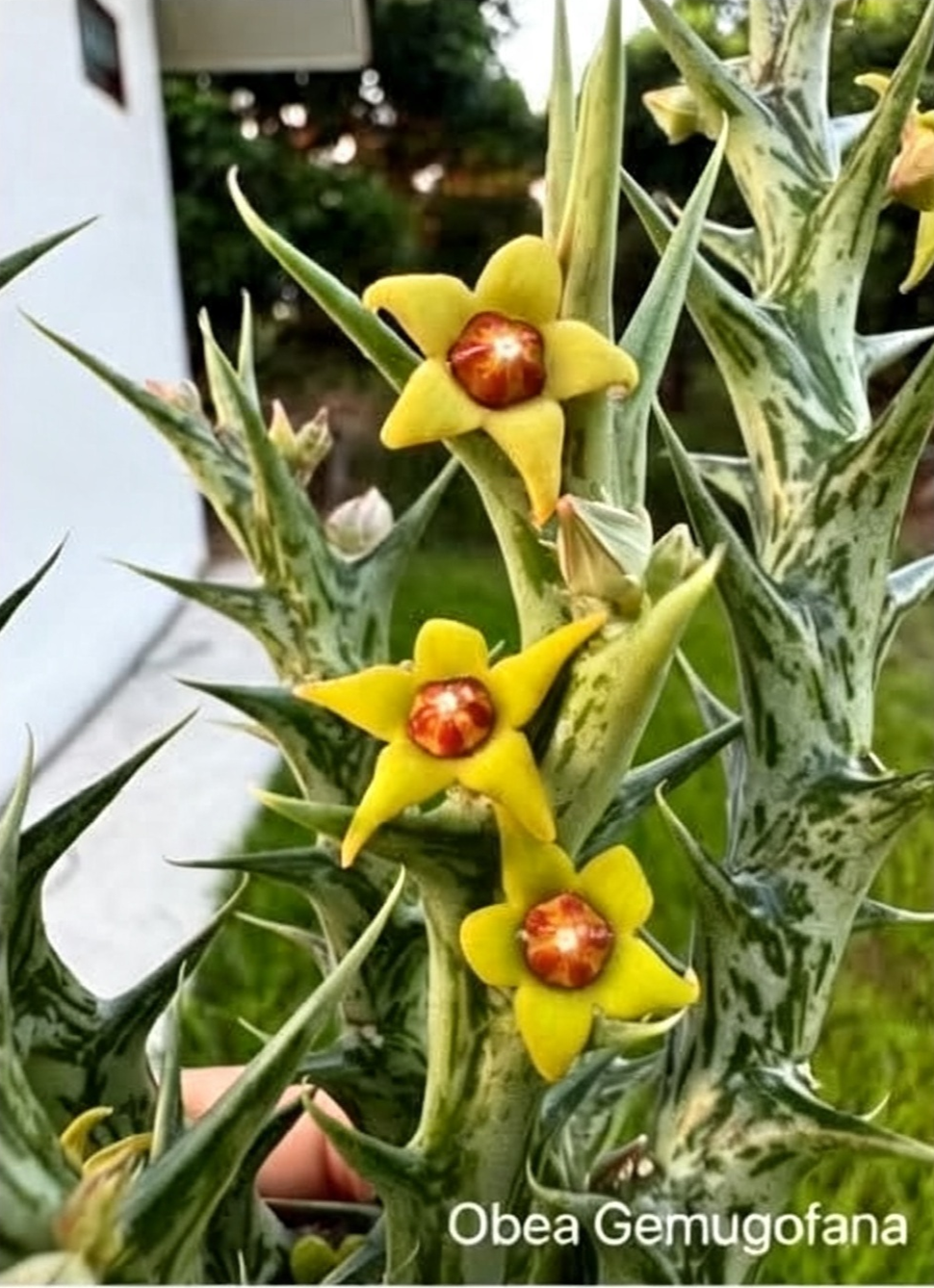 ORBEA GEMUGOFANA