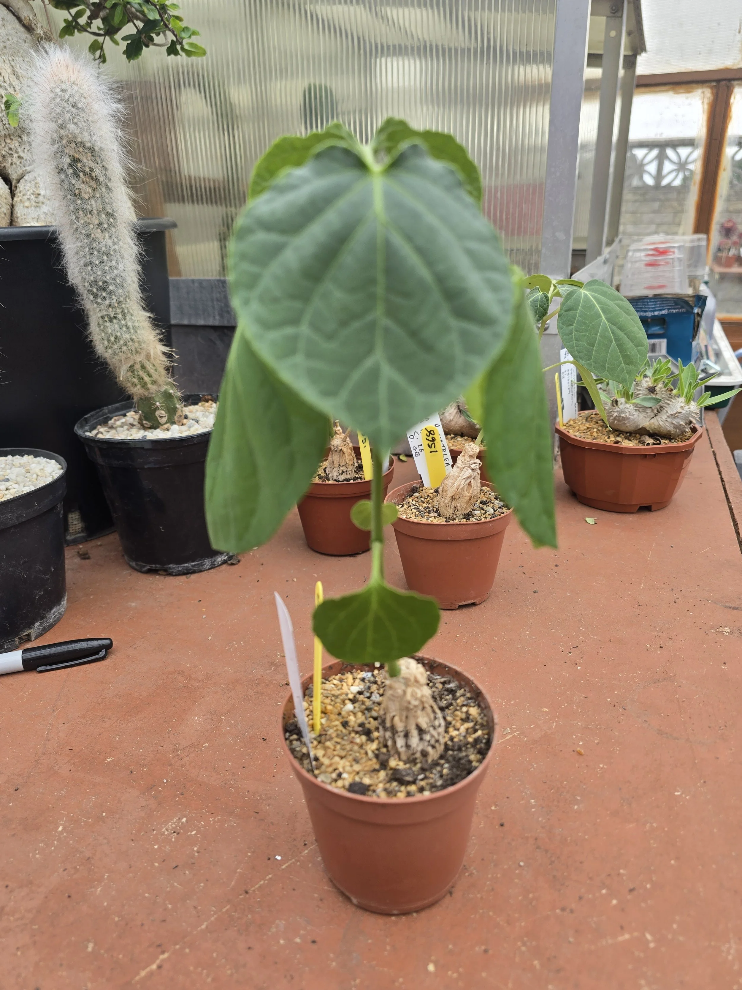 MATELEA CYCLOPHYLLA