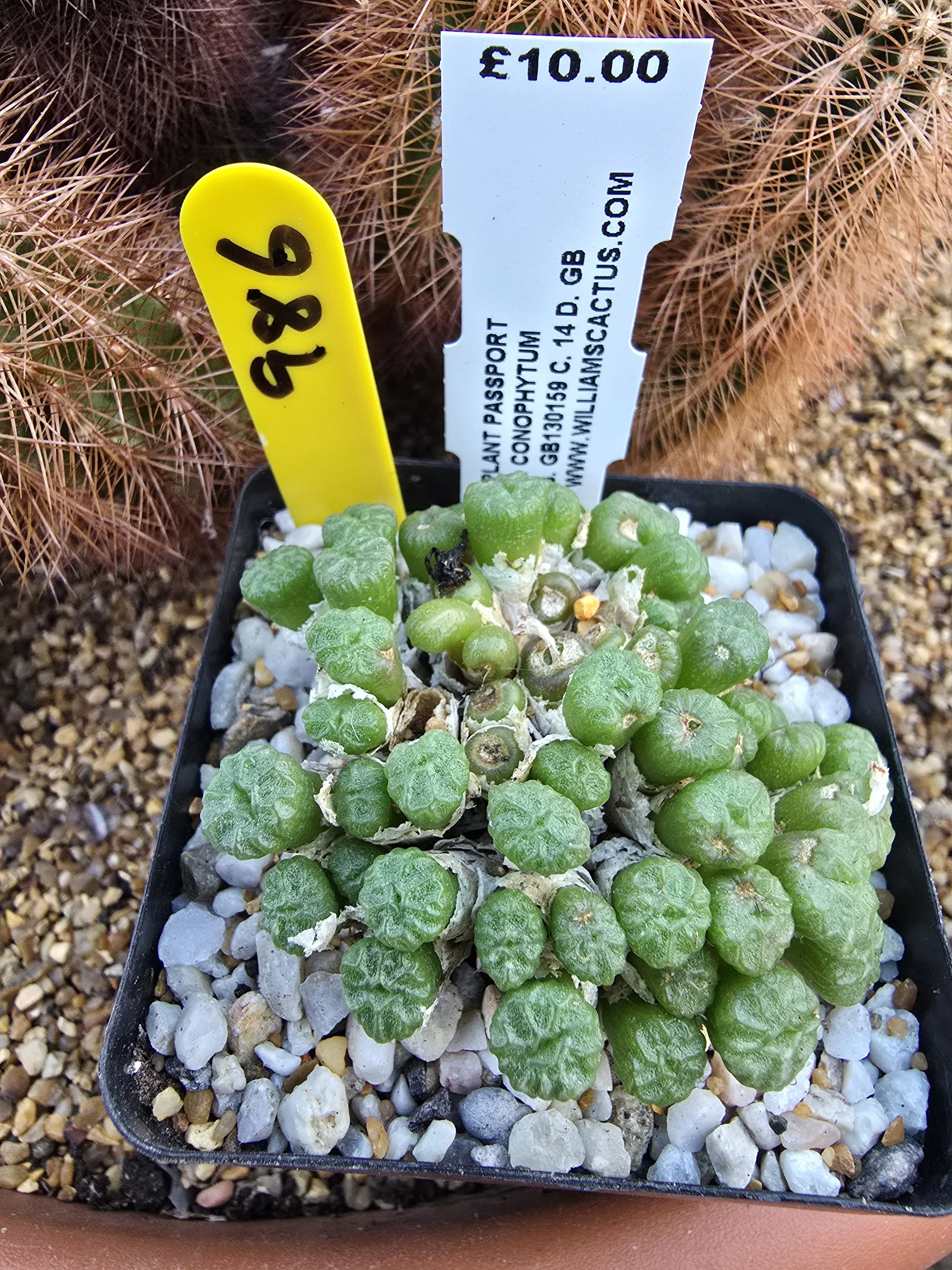 WILLIAMSCACTUS.COM