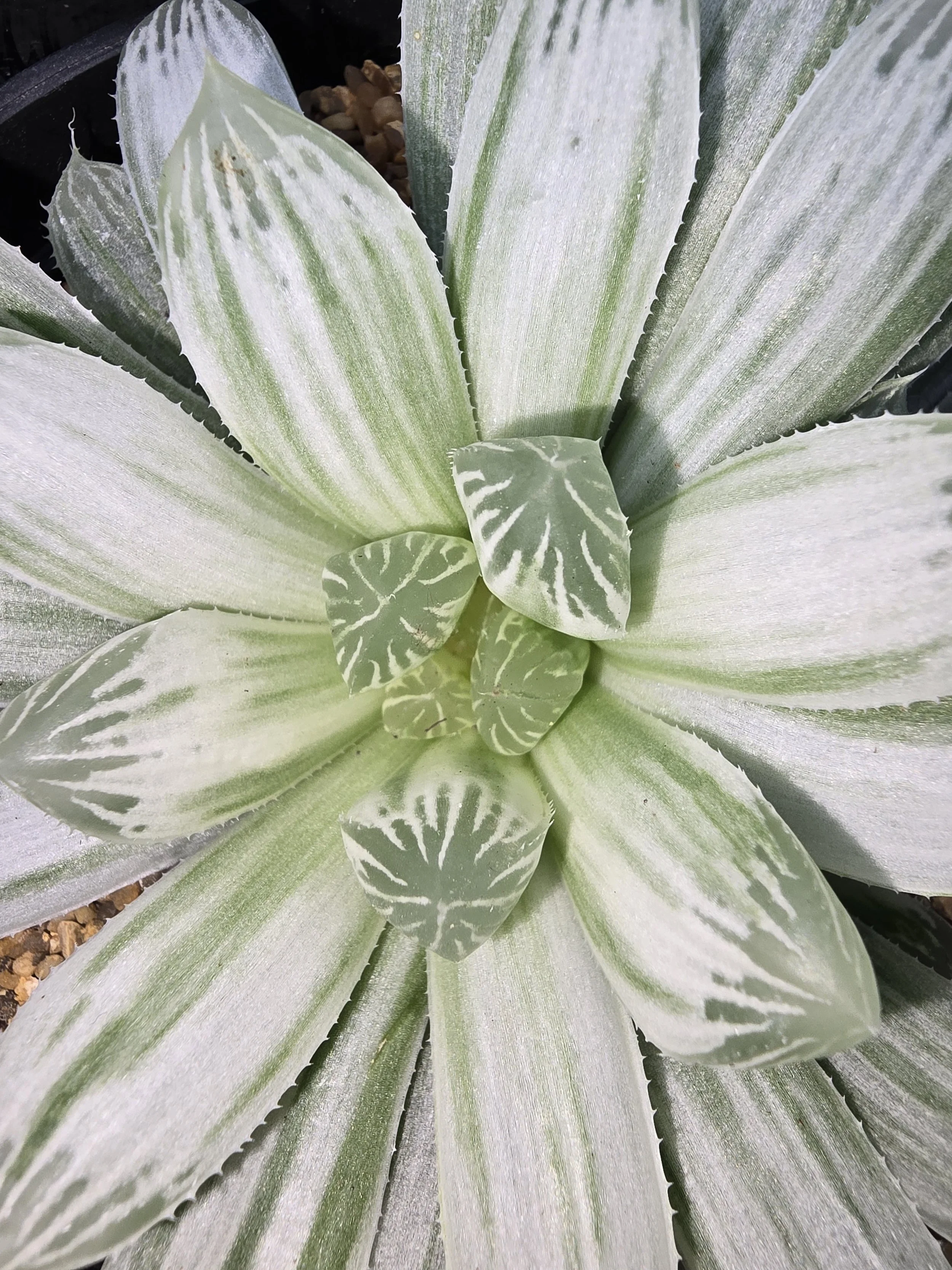 HAWORTHIA COOPERI VARIEGATED. PILIFERA SILVER SWIRLS (Large)