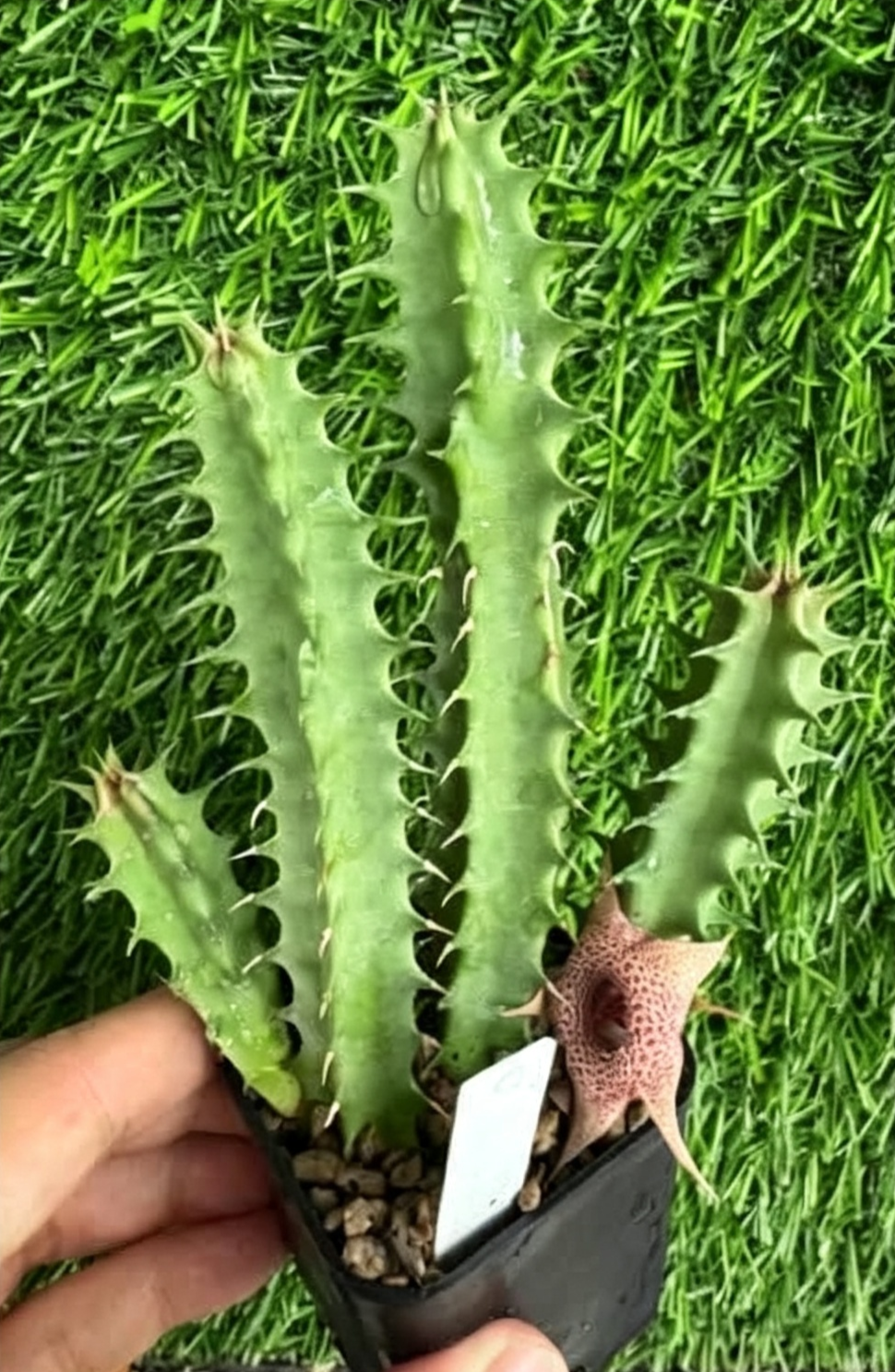 HUERNIA+DARIKA+%28PH%29+CL.1.png