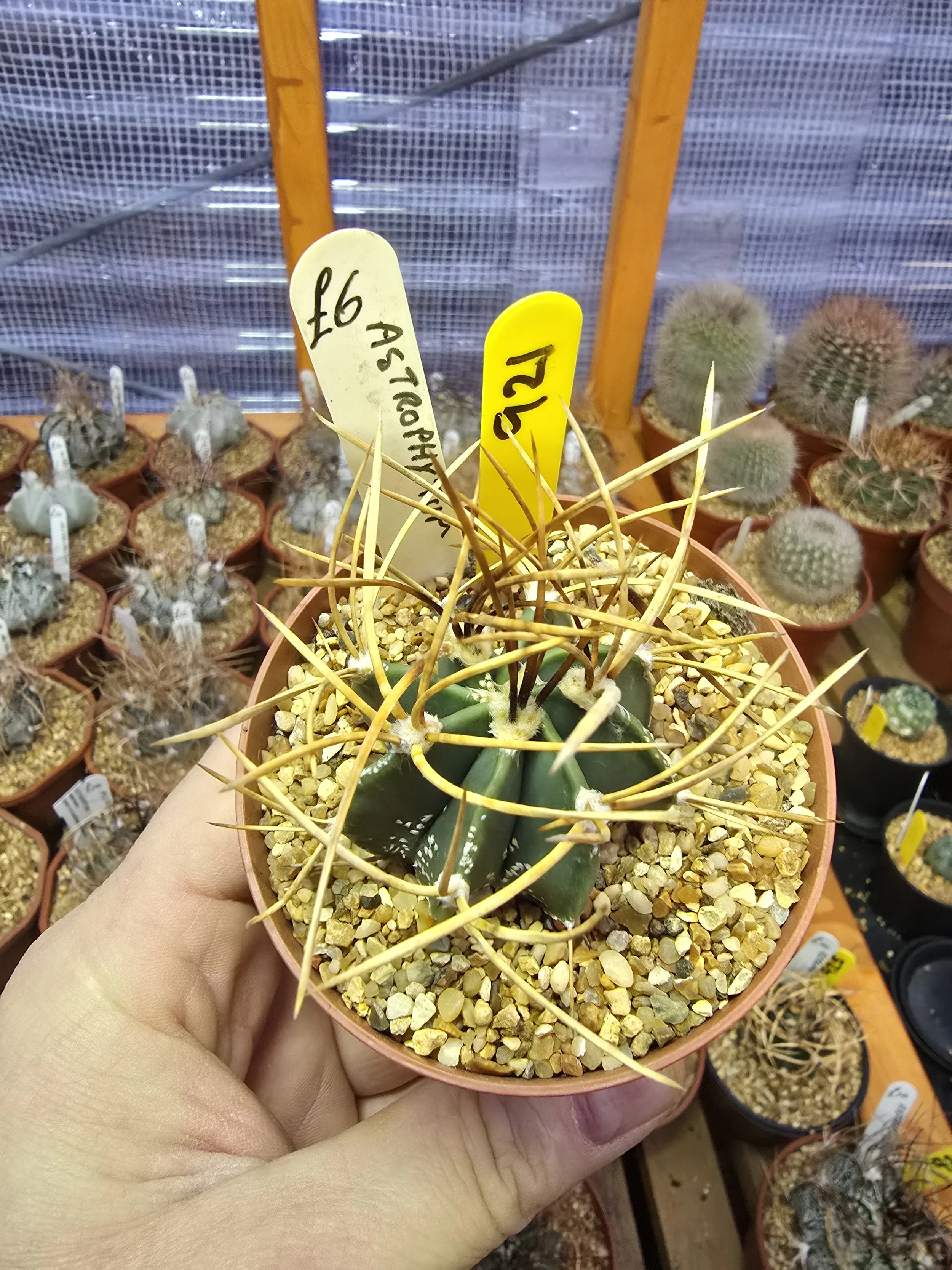 WILLIAMS CACTUS
