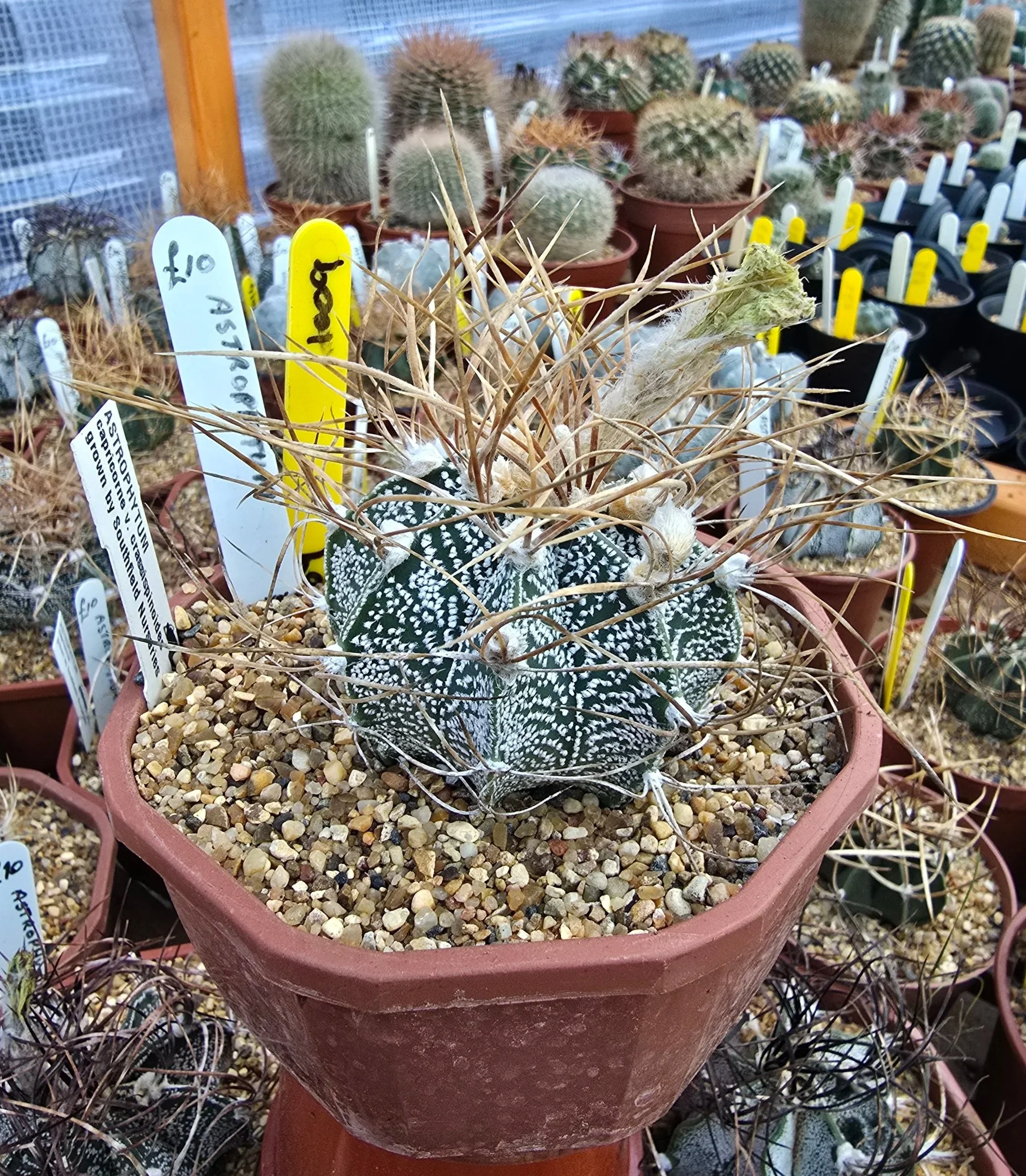 ASTROPHYTUM CAPRICORNE V. CRASSISPINOIES