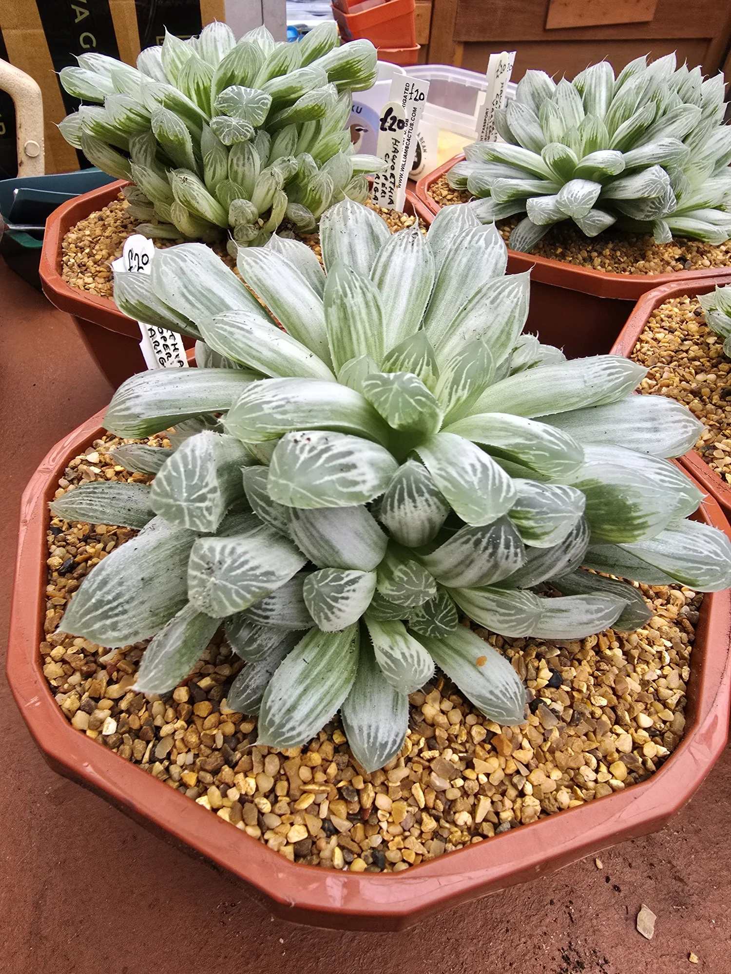 HAWORTHIA COOPERI VARIEGATED. PILIFERA SILVER SWIRLS (Large)  Williams  Cactus