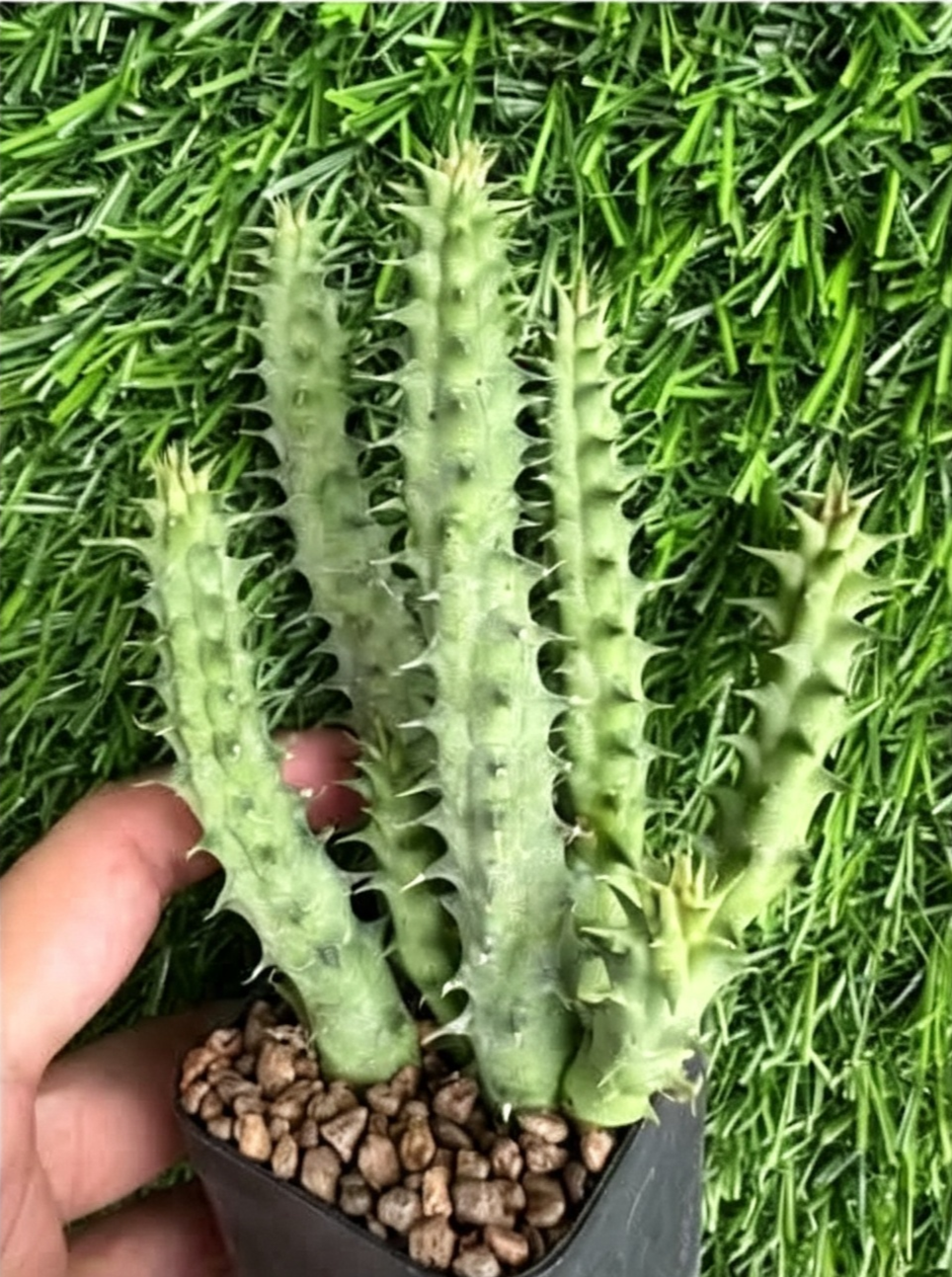 HUERNIA+MACROCRAPA.png