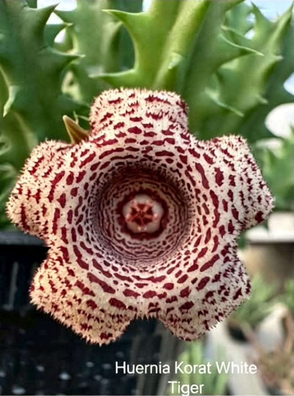 HUERNIA+KORAT+WHITE+TIGER.png