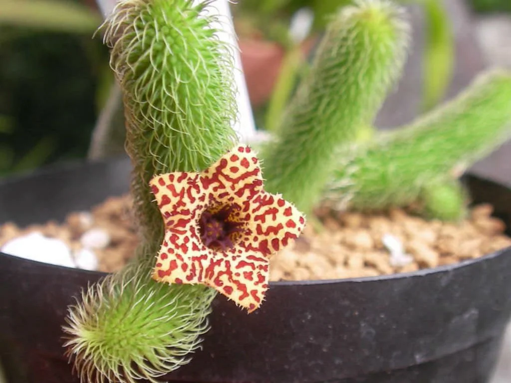 Stapelianthus-pilosus2.jpg