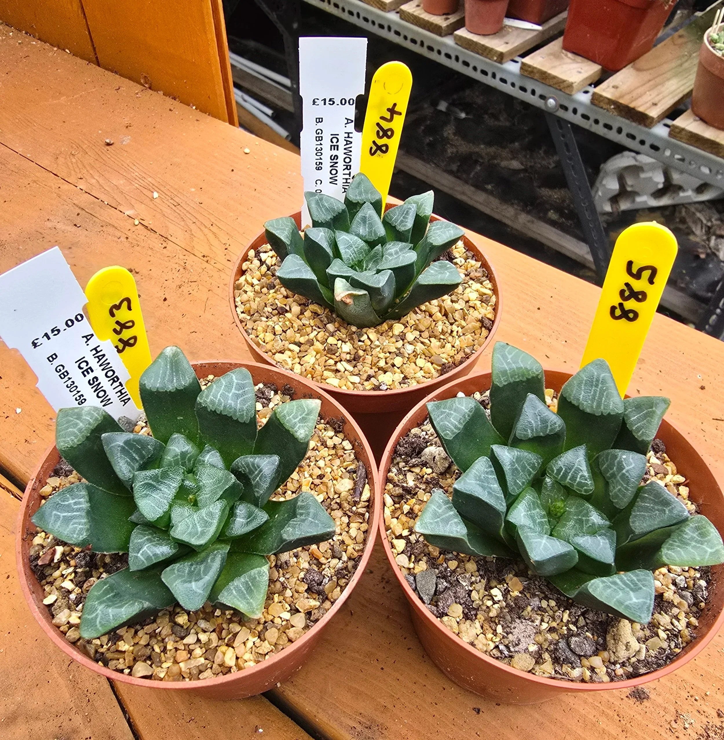 HAWORTHIA MEIWENKE