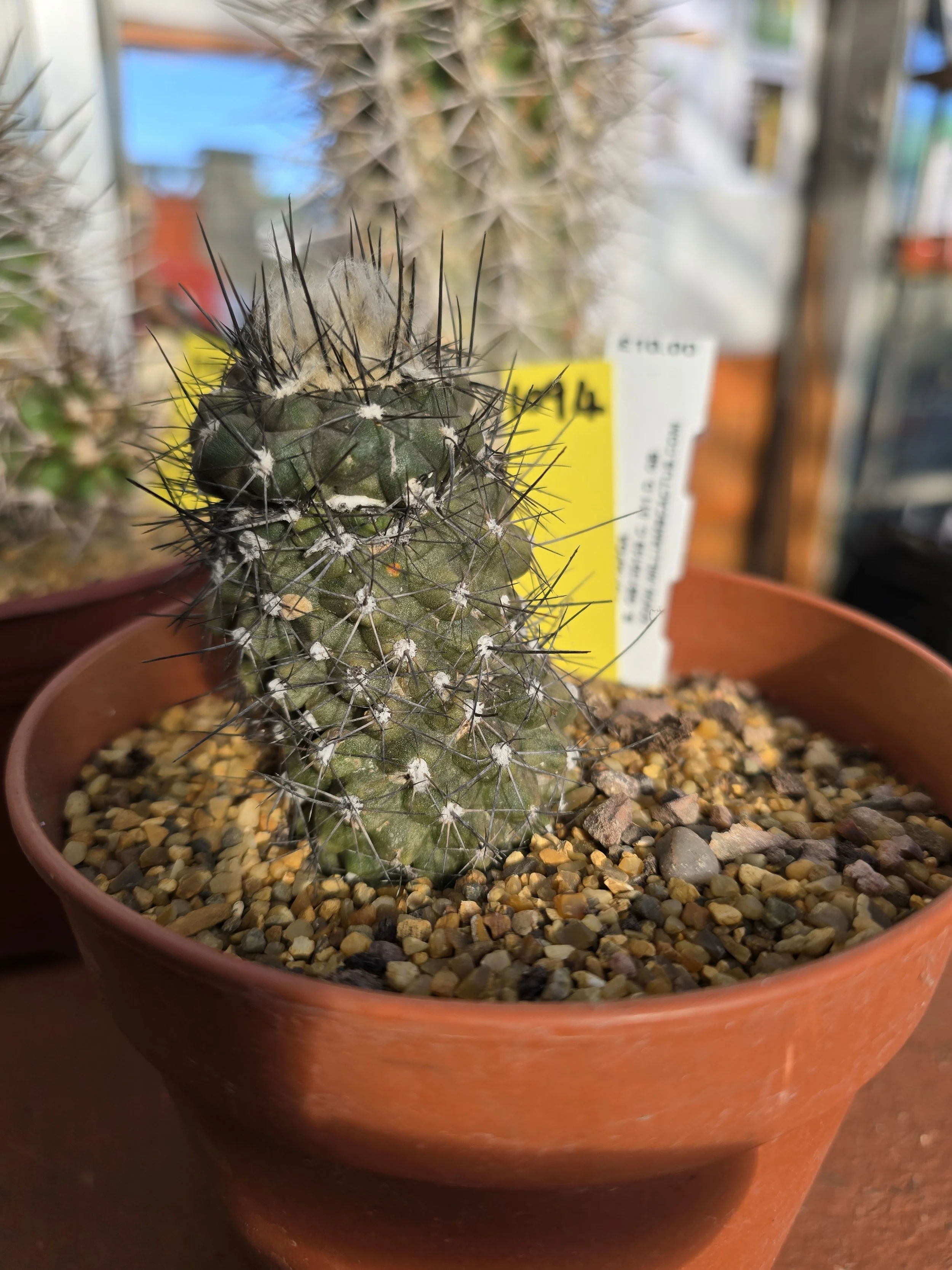 COPIAPOA