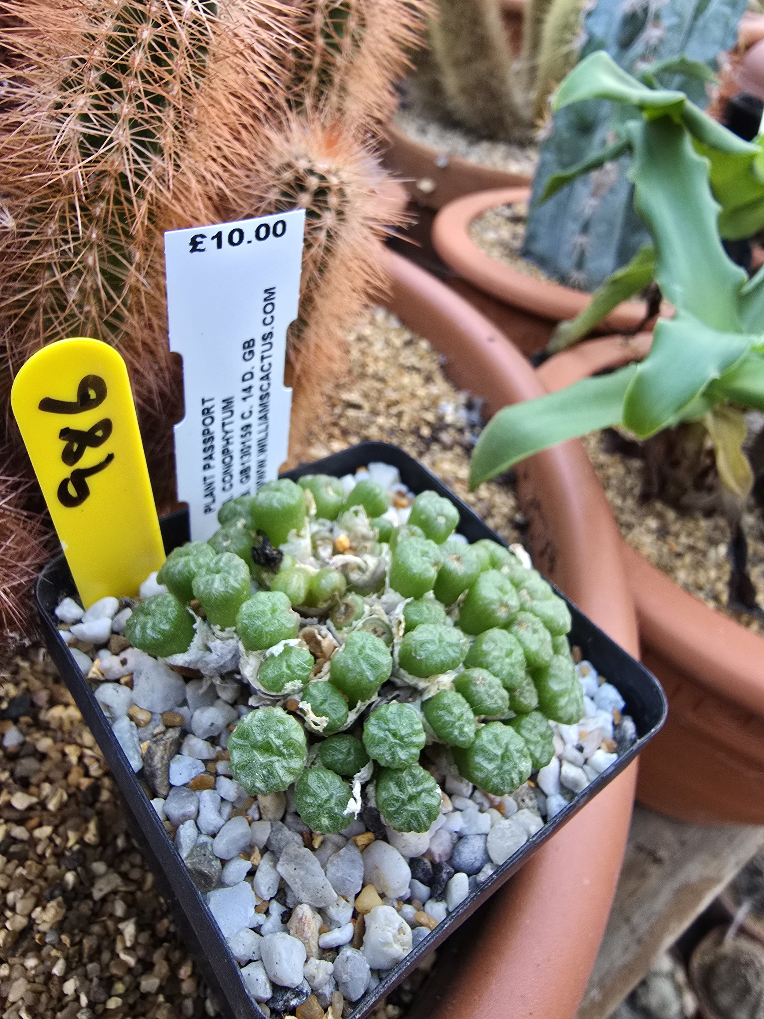 WILLIAMSCACTUS.COM