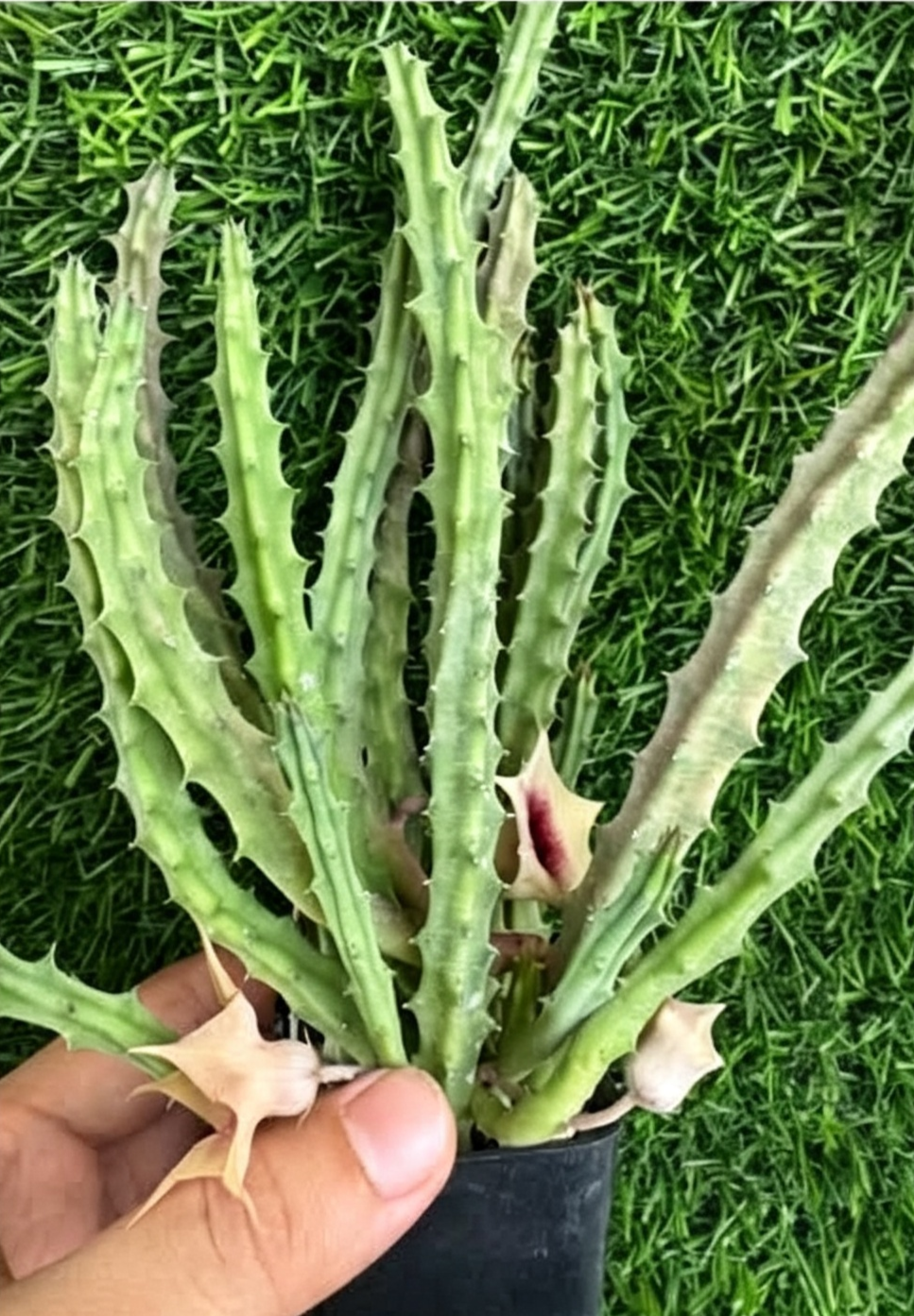 HUERNIA+SWEET+GIRL.png