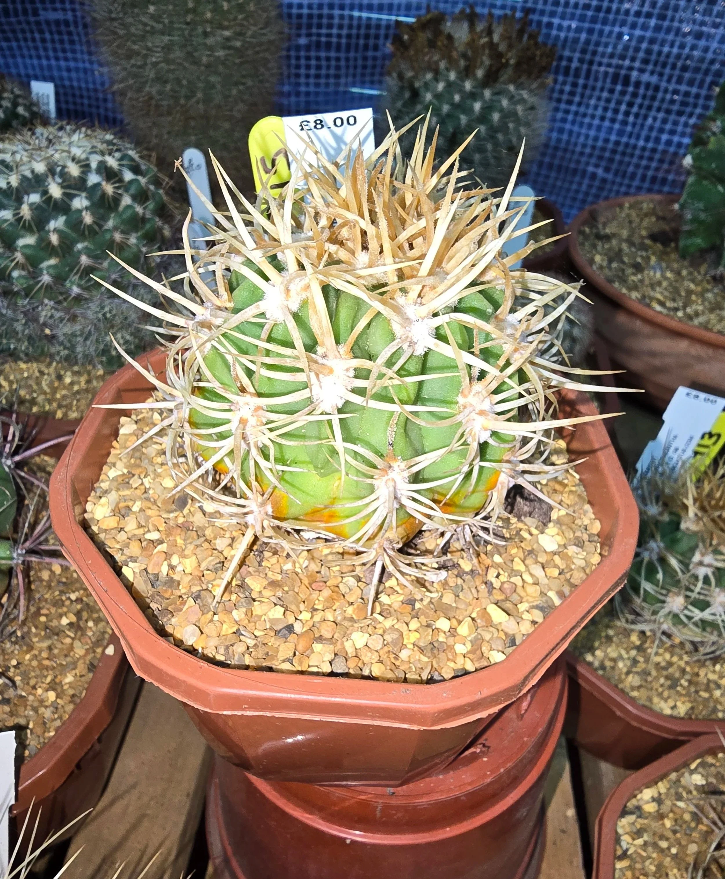WILLIAMS CACTUS