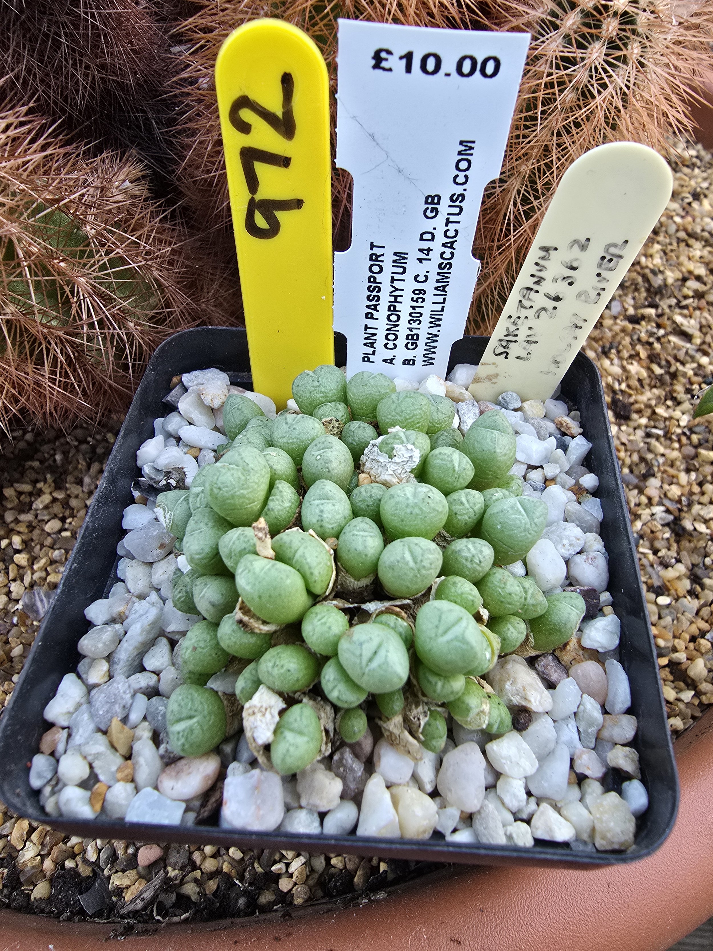 972 CONOPHYTUM SAXETANUM LAV 26362.jpg