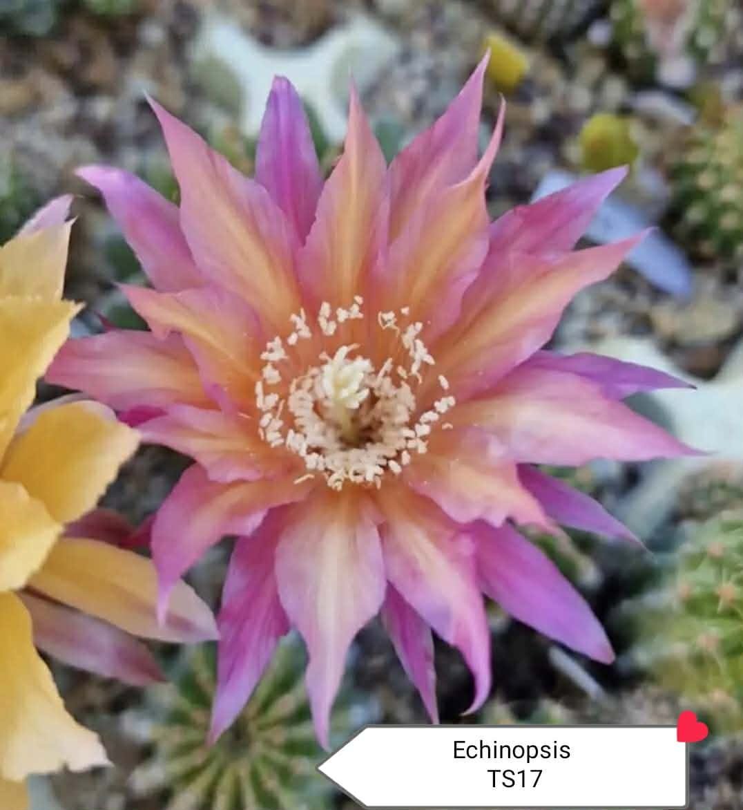 Echinopsis TS17 Thai Hybrid
