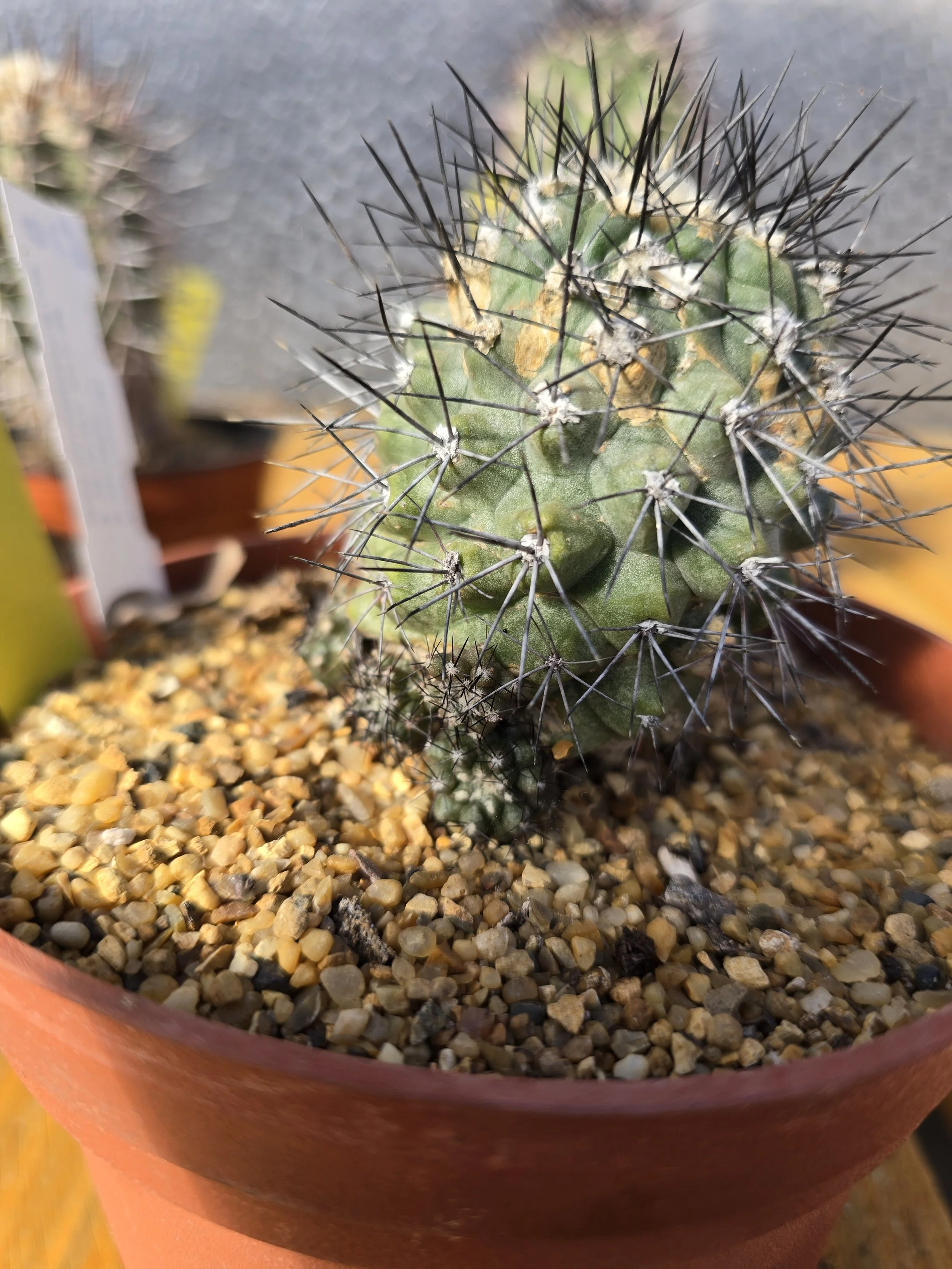 COPIAPOA - 6 PUPS