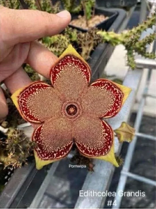 EDITHCOLEA+GRANDIS+%234.jpg