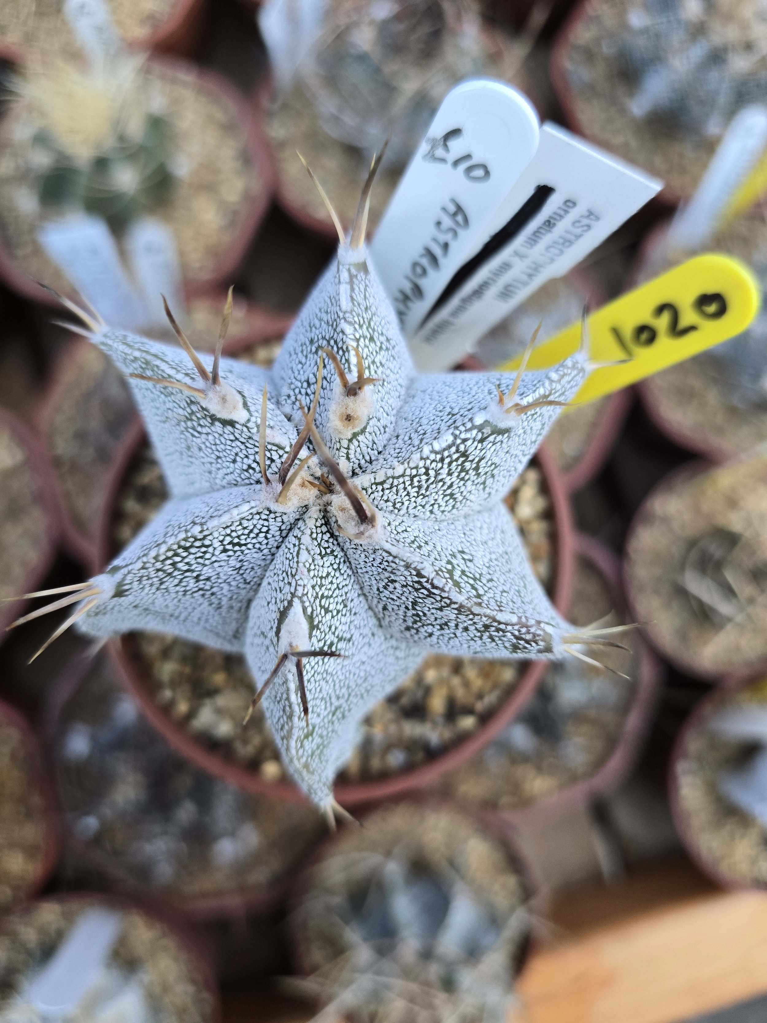 ASTROPHYTUM ORNATUM X MYRIOSTIGMA BISHOPS MITRE HYBRID