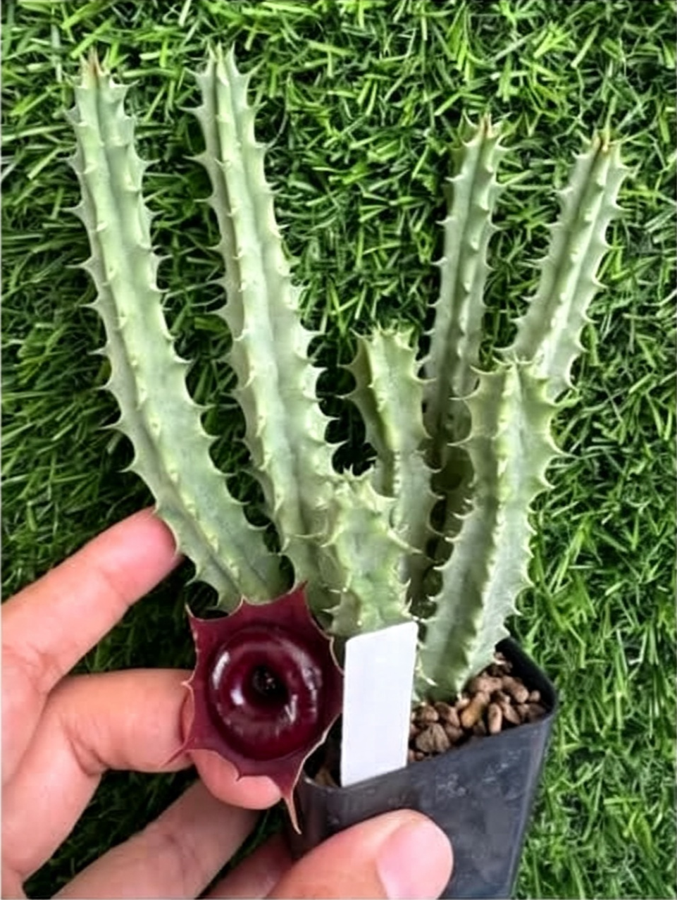 HUERNIA+KORAT+CRIMSON.png