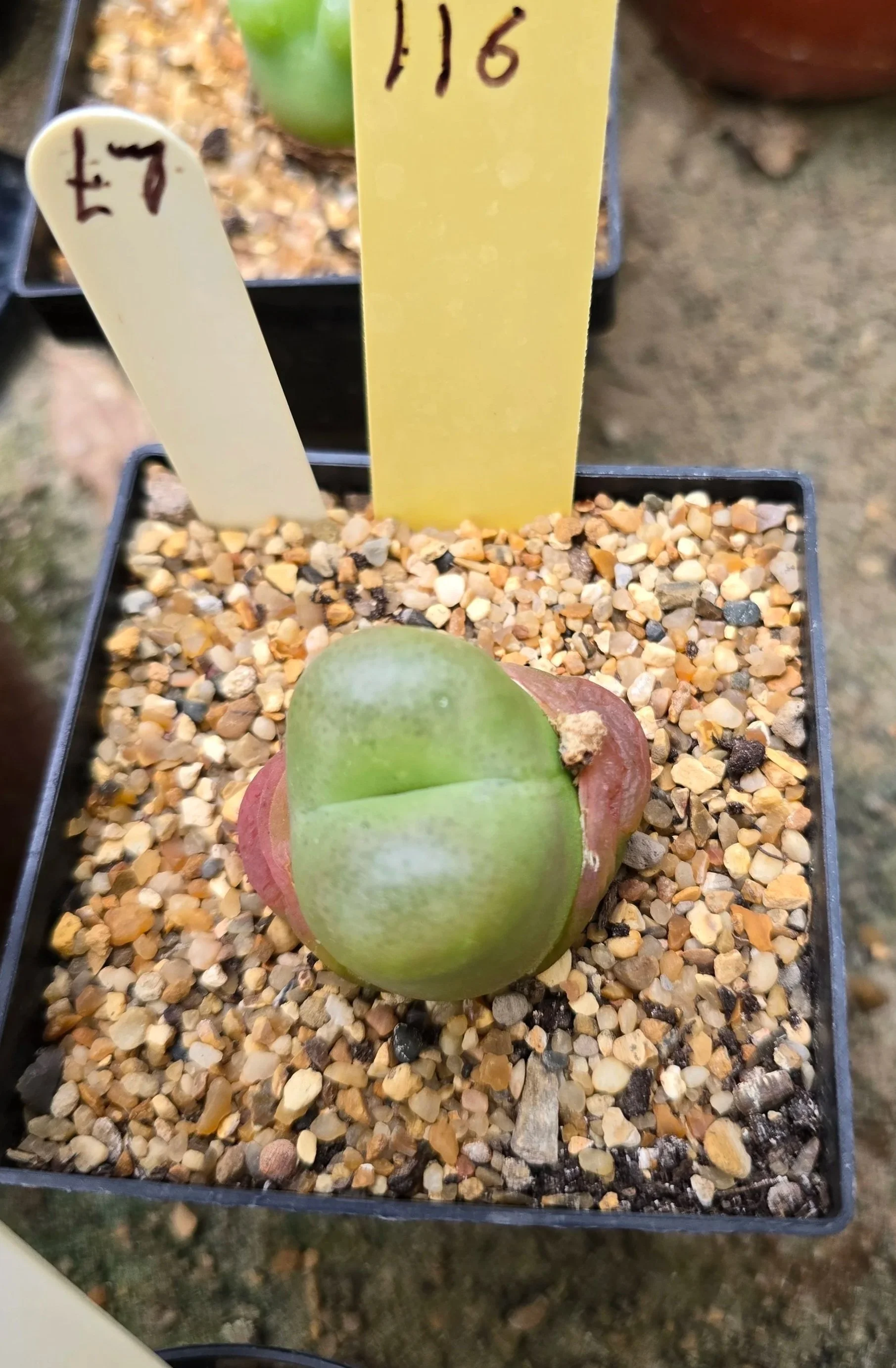 Conophytum - Unknown Name
