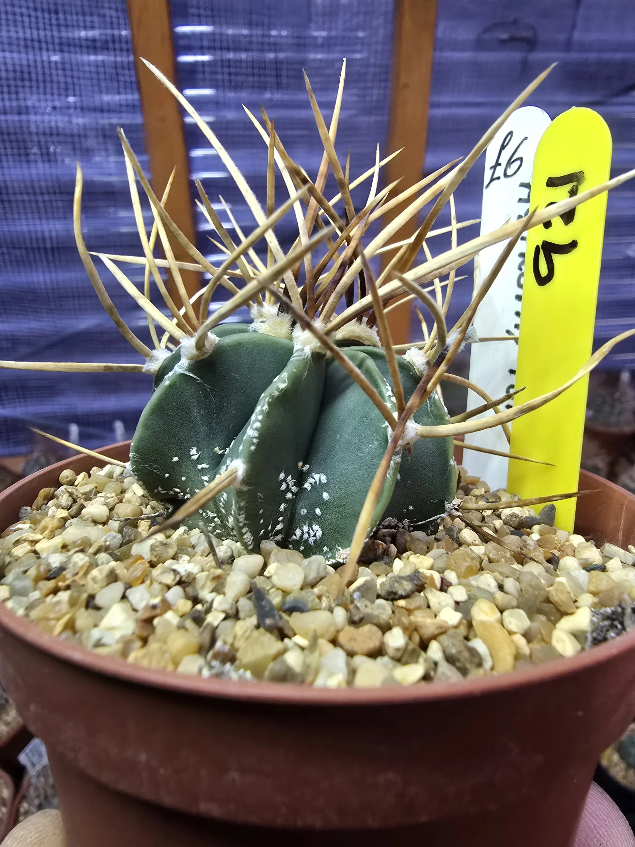 WILLIAMS CACTUS