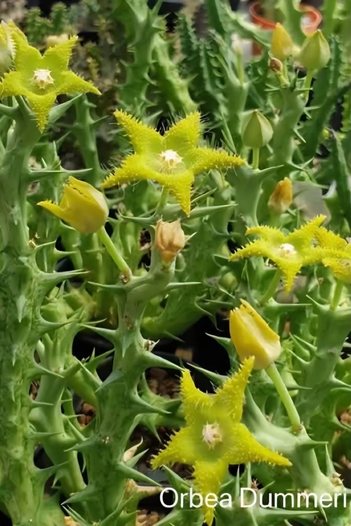 ORBEA DUMMERI