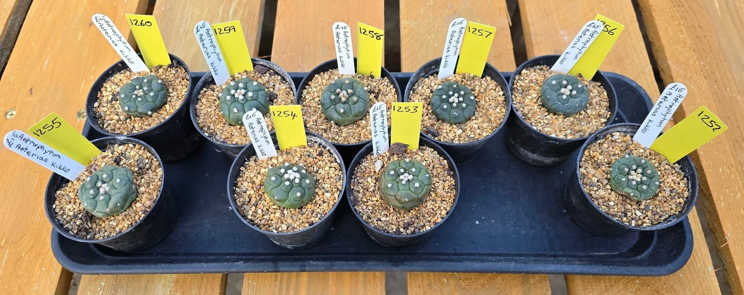 ASTROPHYTUM ASTERIAS KIKKO