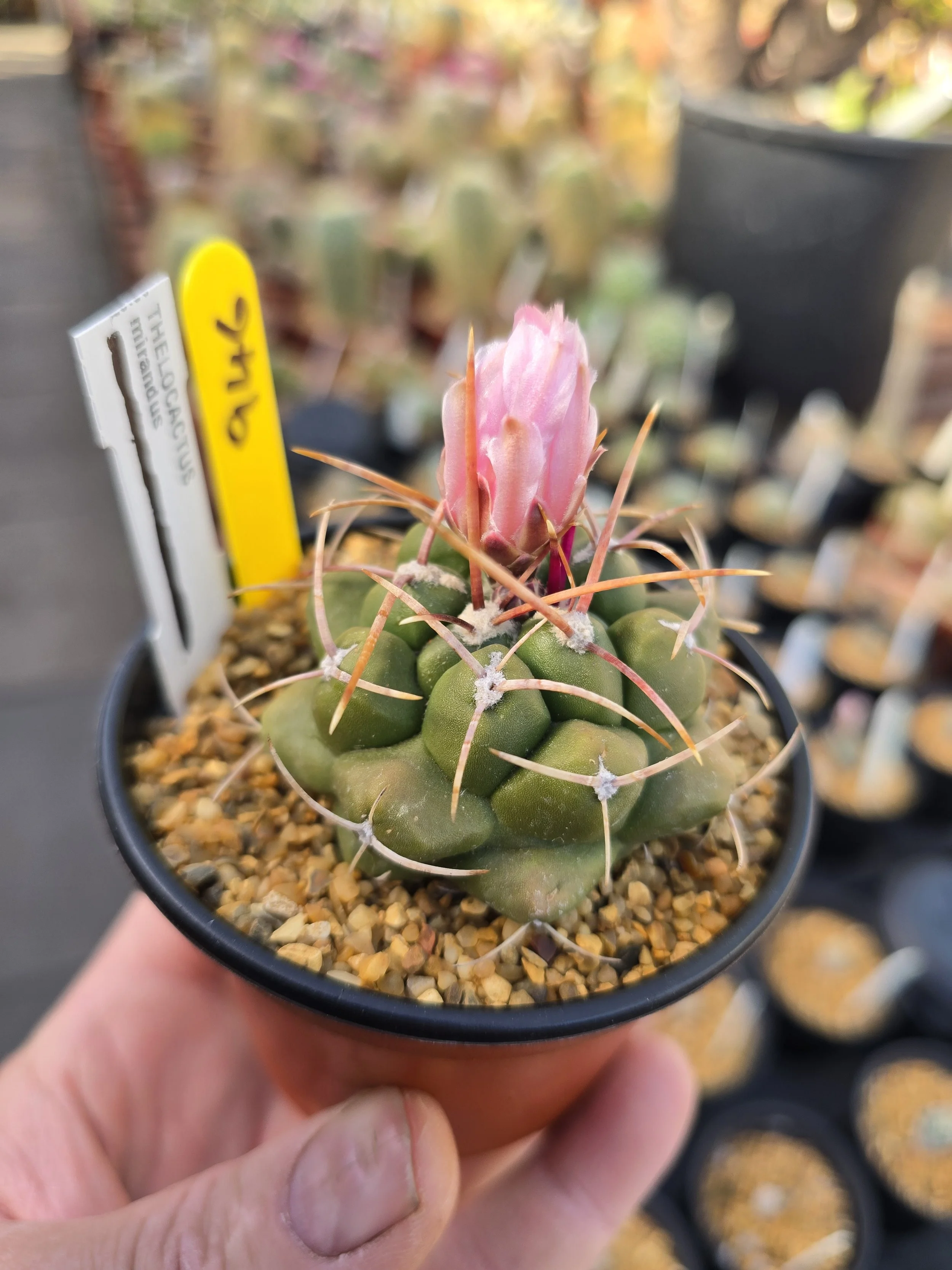 THELOCACTUS MIRANDUS