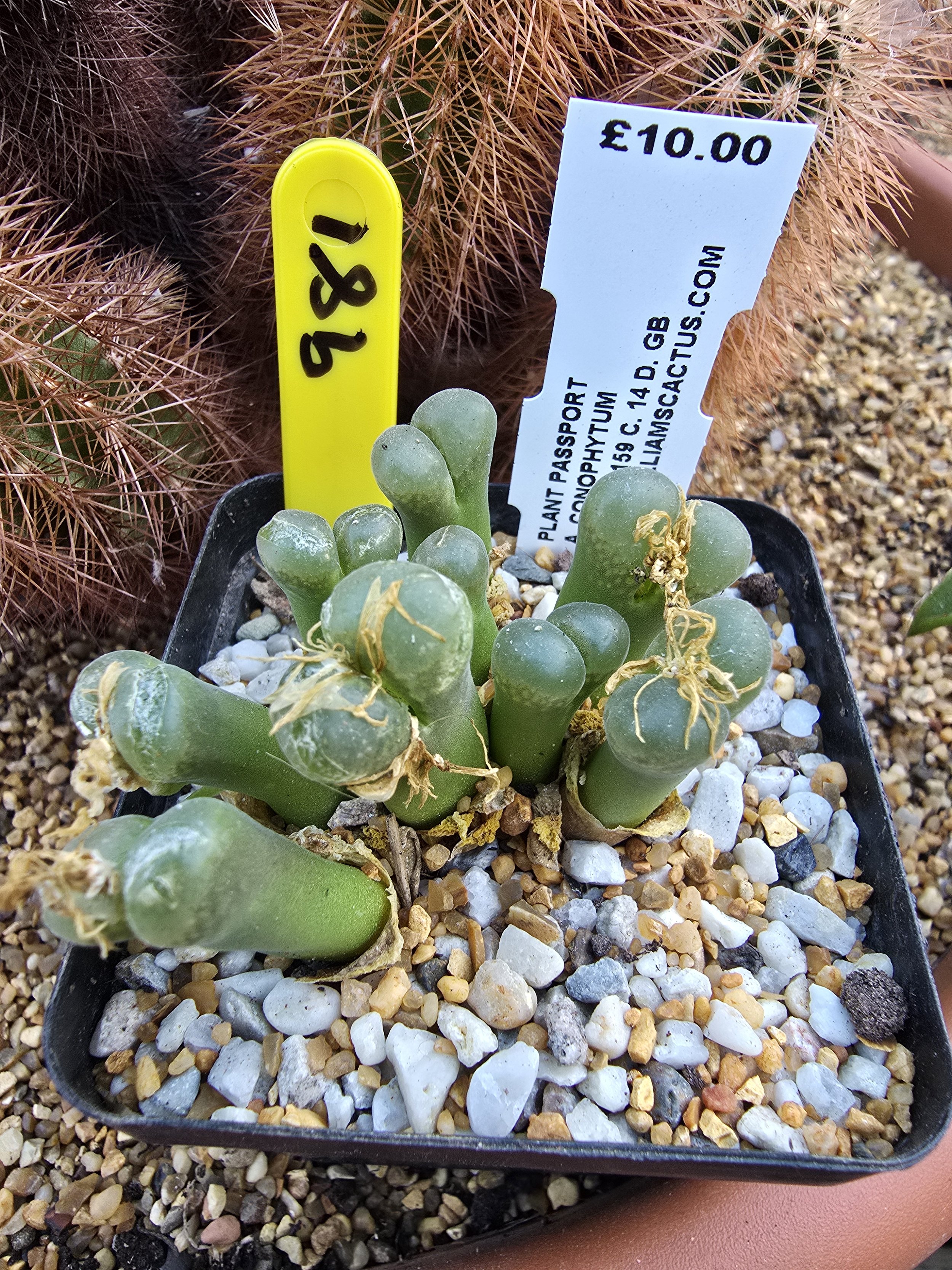 Conophytum