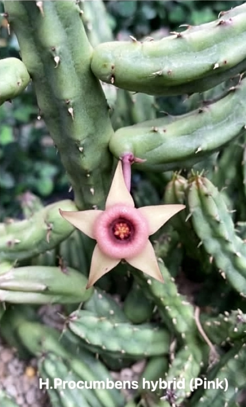 HUERNIA PROCUMBENS HYBRID PINK