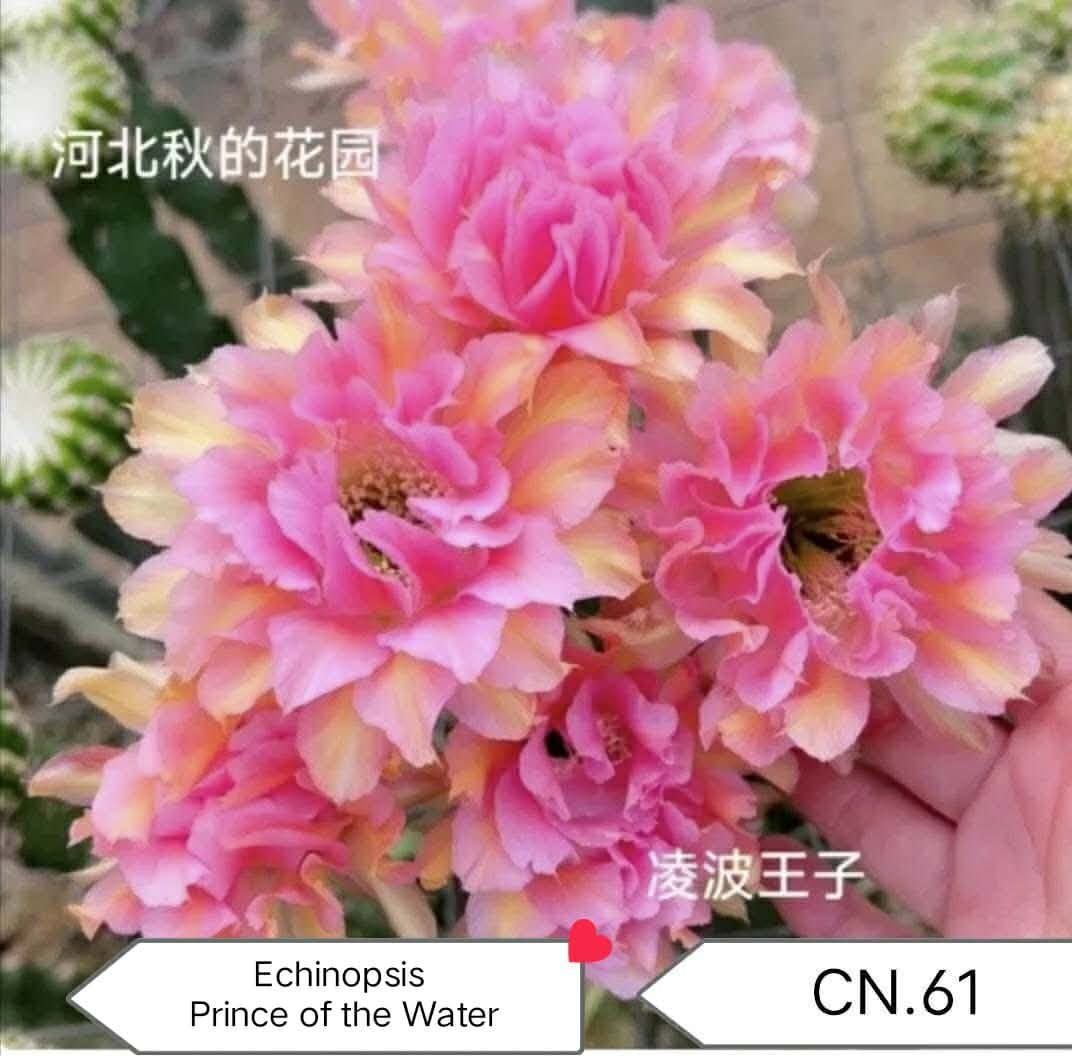 ECHINOPSIS PRINCE OF WATER CN.61 (2).jpeg