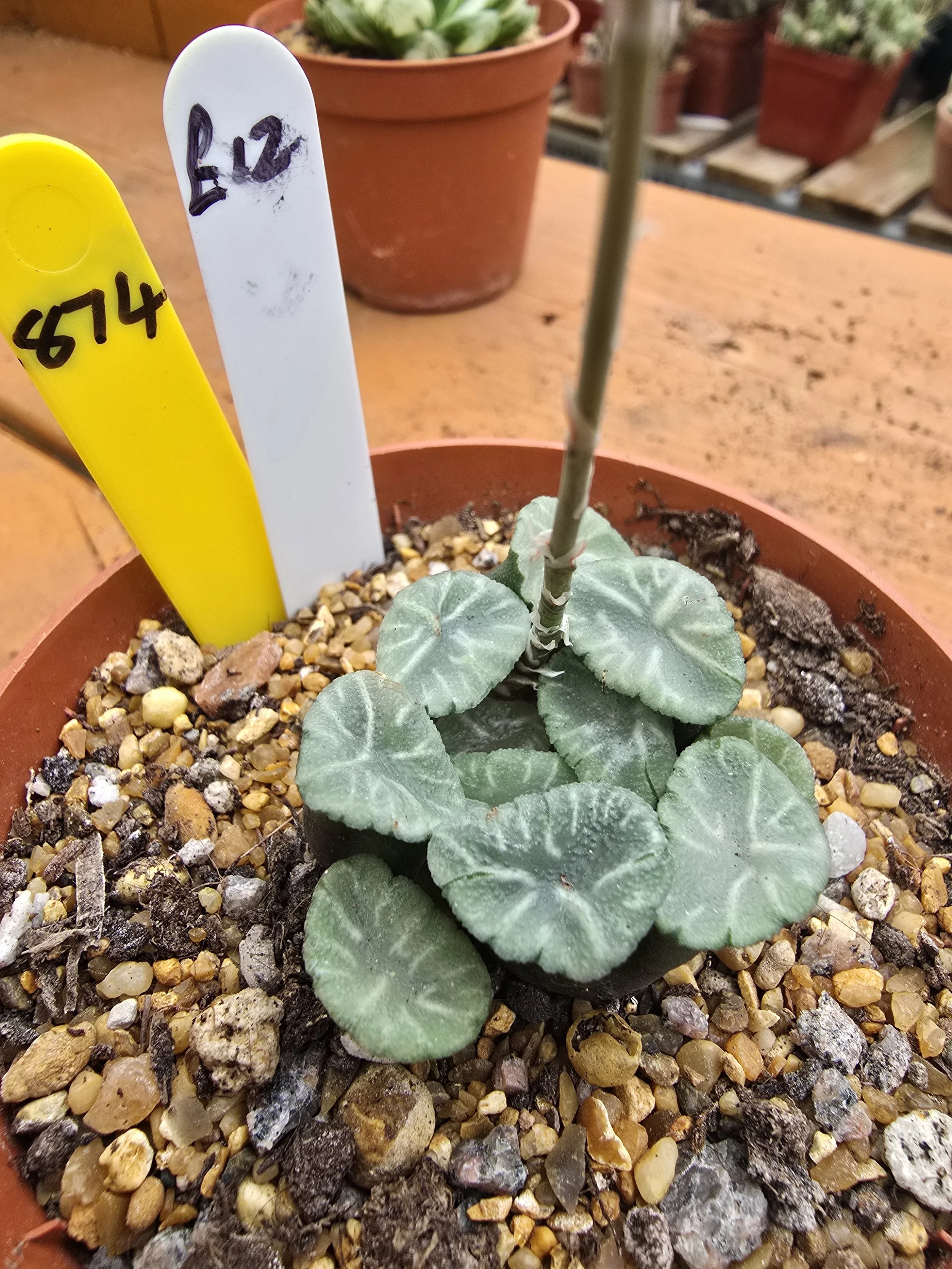 HAWORTHIA ICE SNOW