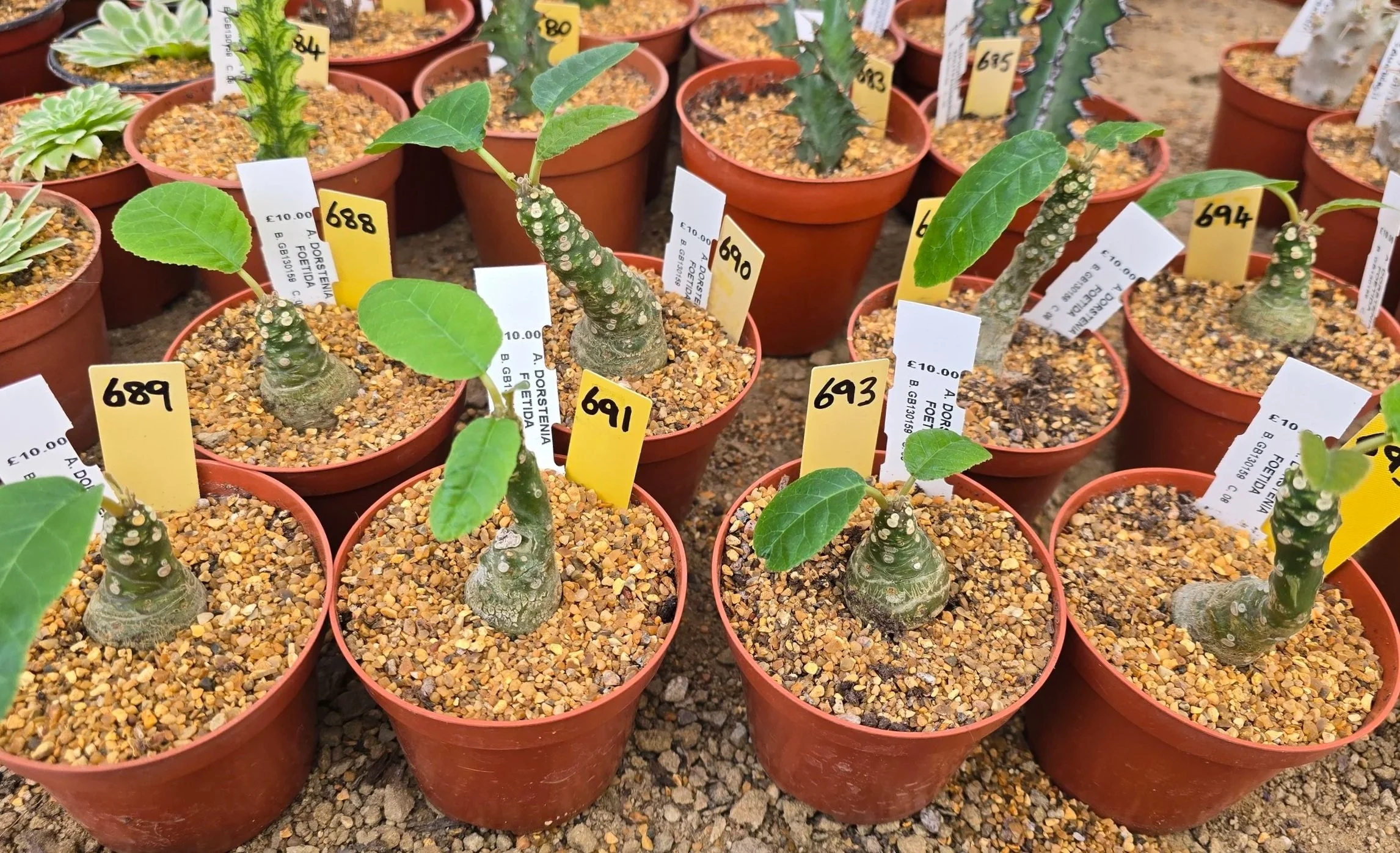 DORSTENIA FOETIDA