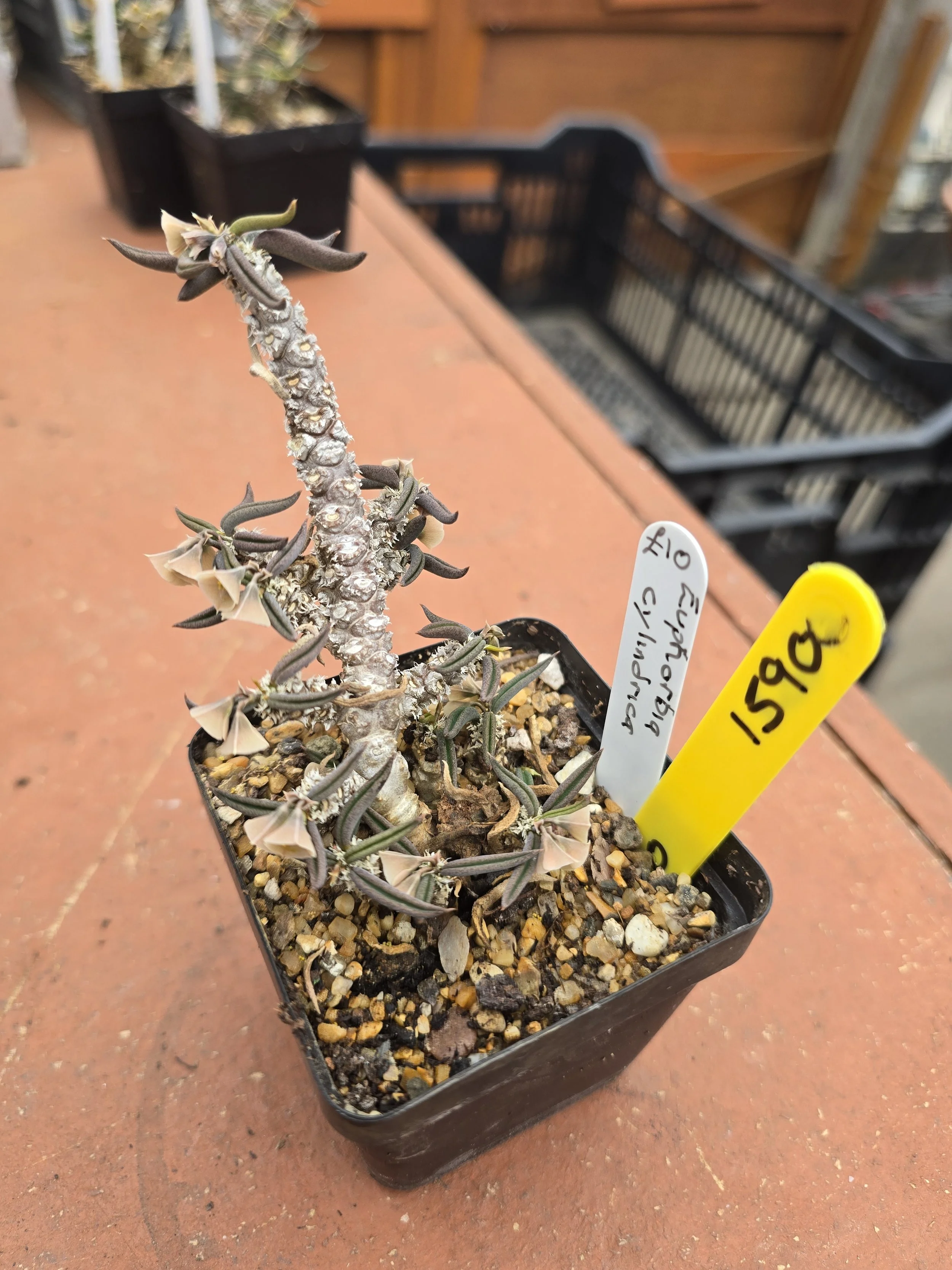 EUPHORBIA CYLINDRICA