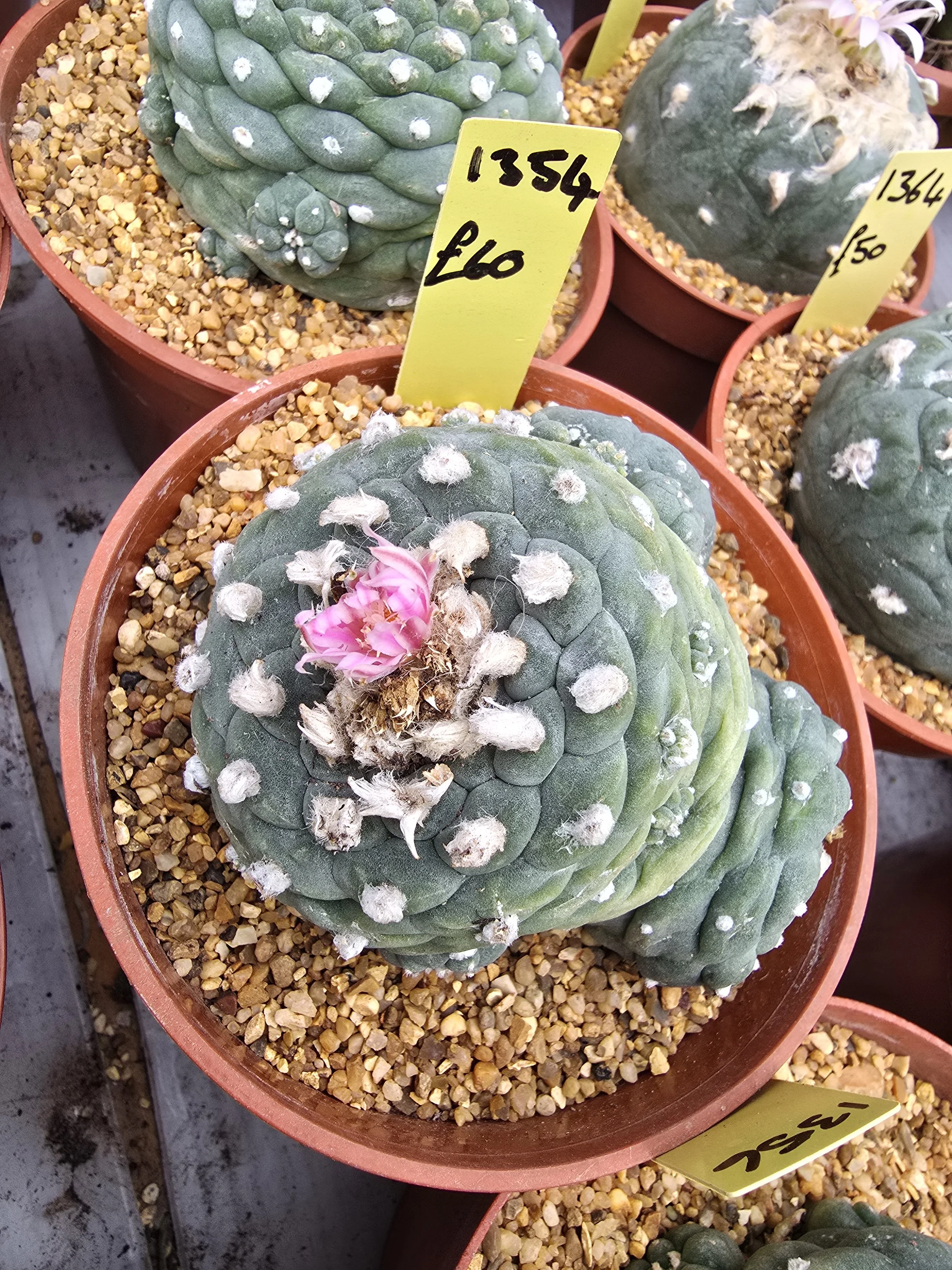 Lophophora williamsii. 1 large head 2 medium heads and 8 small pups