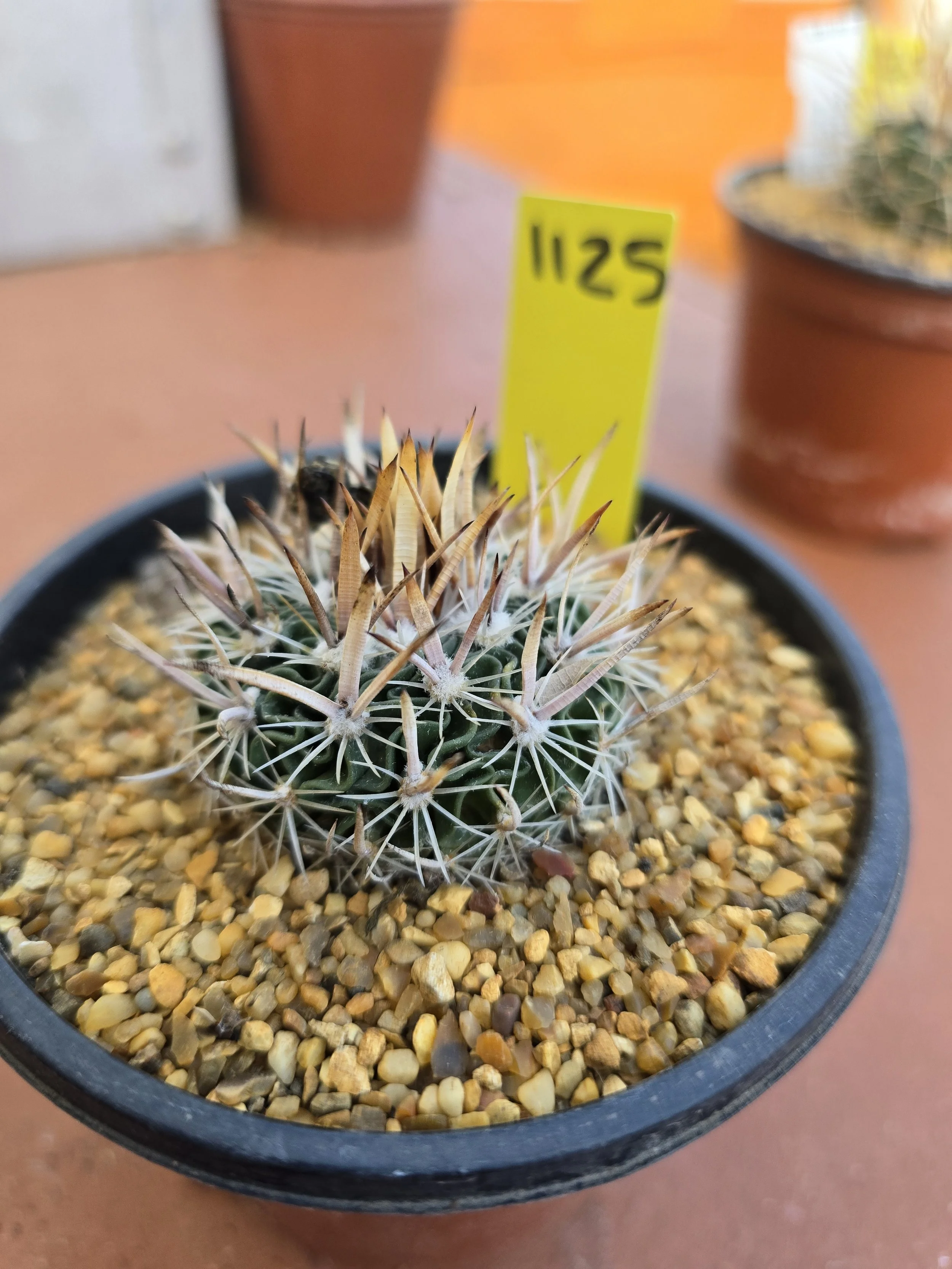 STENOCACTUS SP. LAU 751