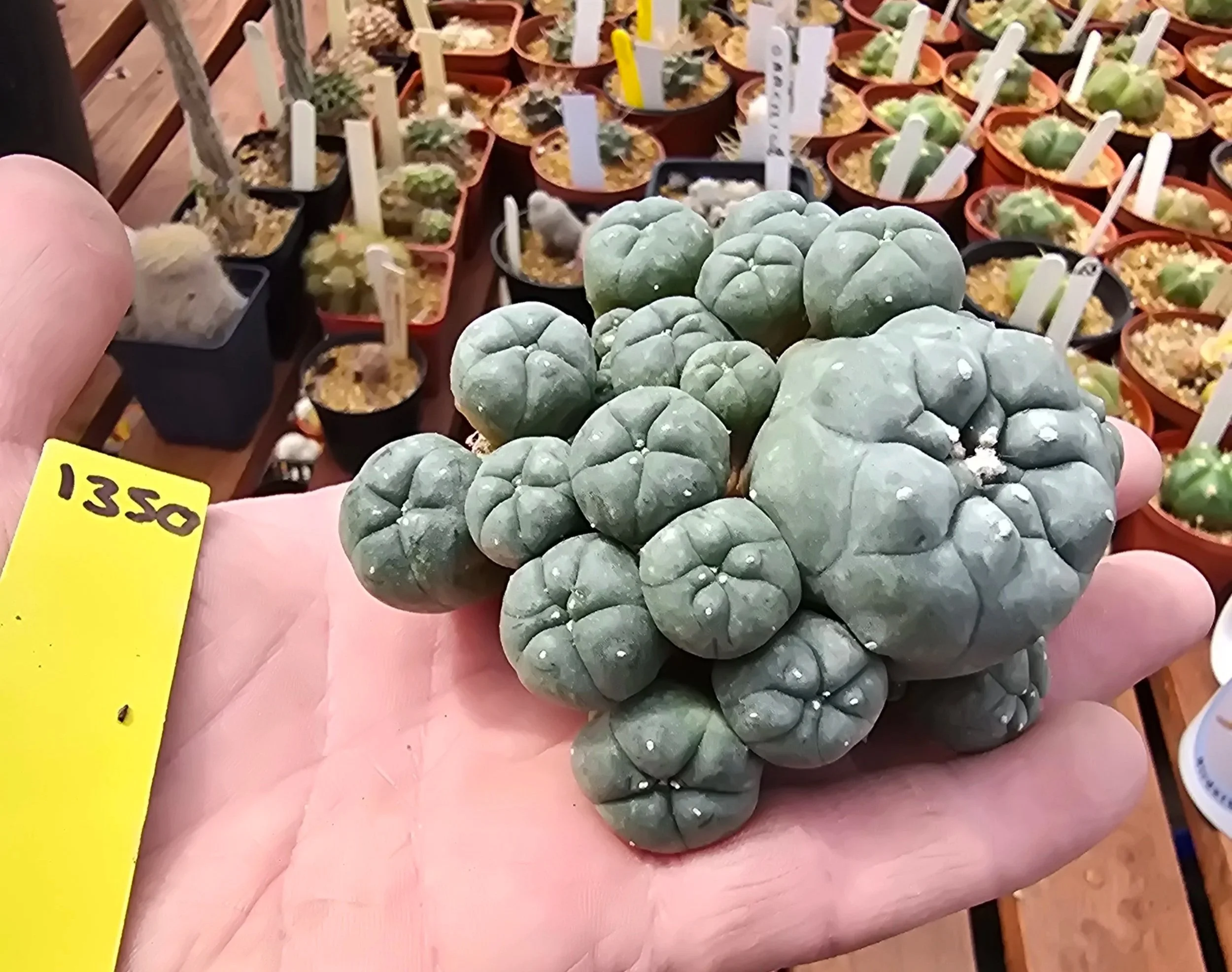 Lophophora williamsii var. caespitosa