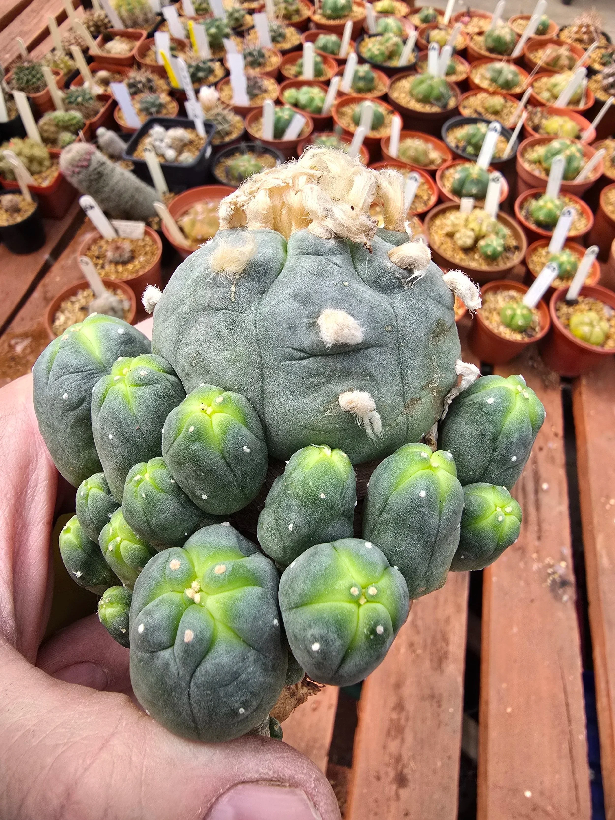 Lophophora williamsii var. caespitosa