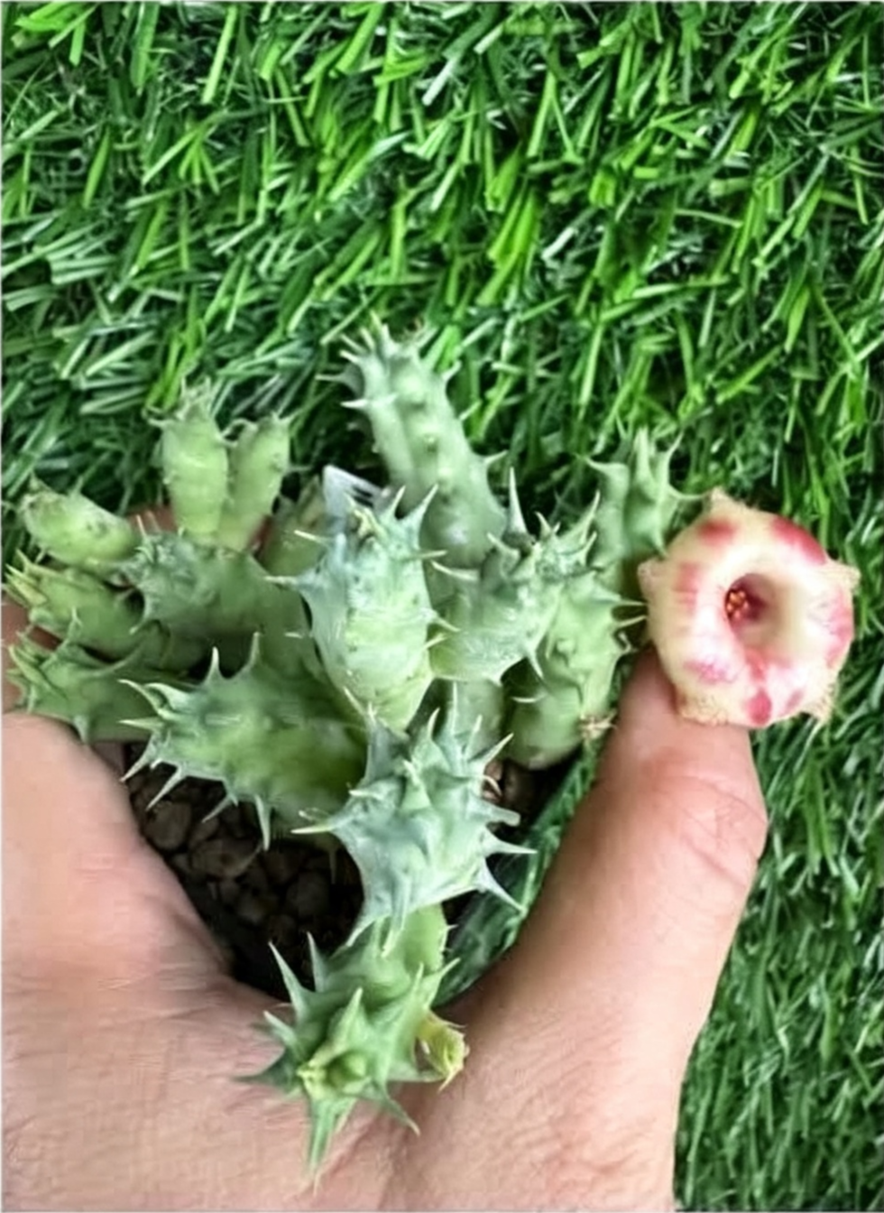 HUERNIA+SOMALICA.png