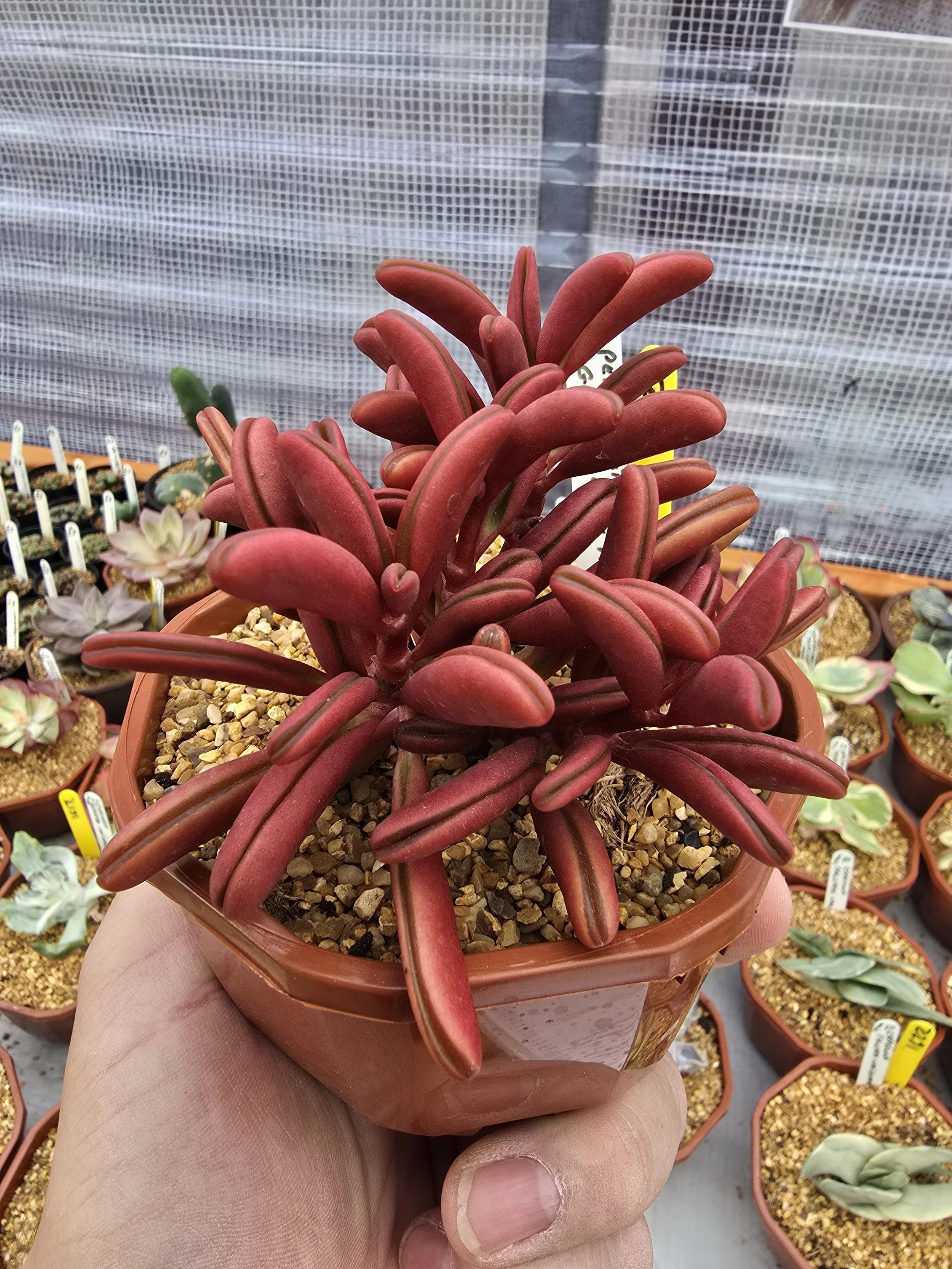 Peperomia Graveolense Red