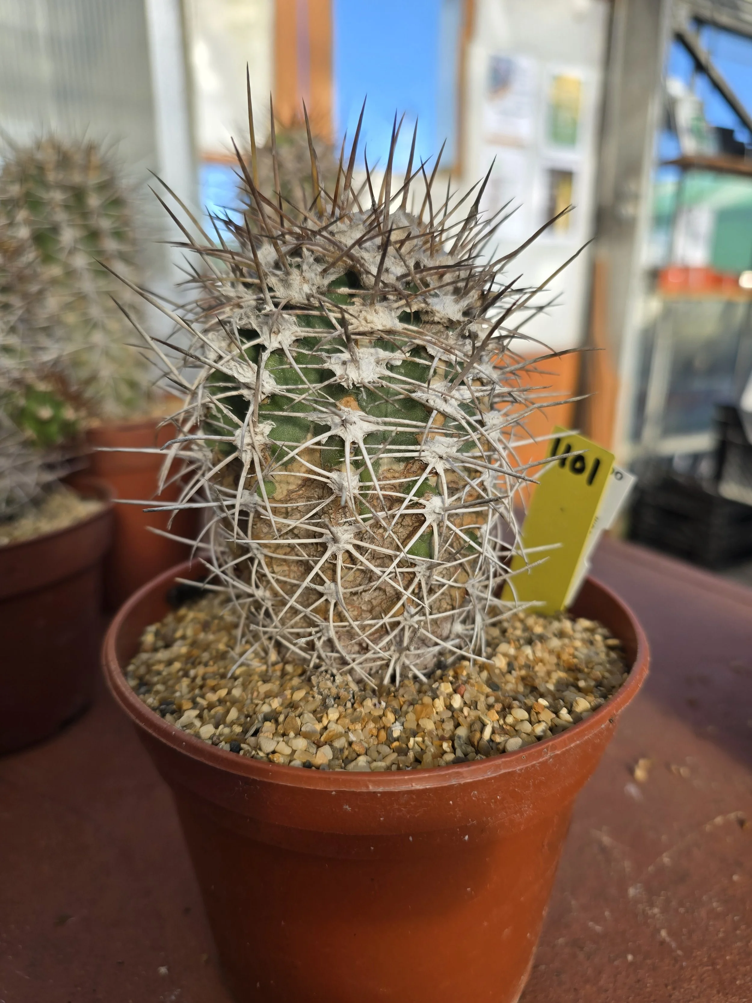 COPIAPOA